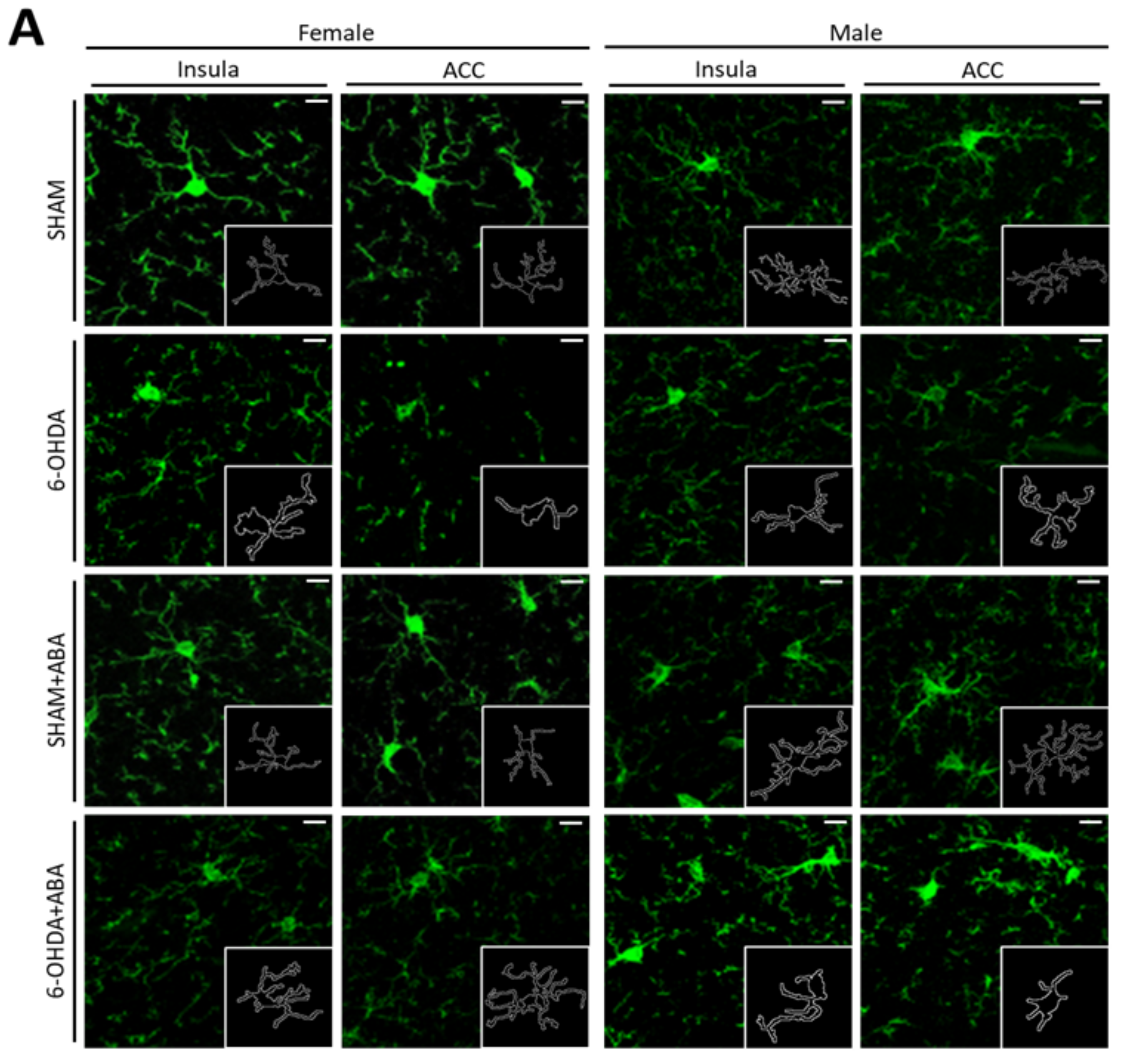Cells 12 00465 g006a