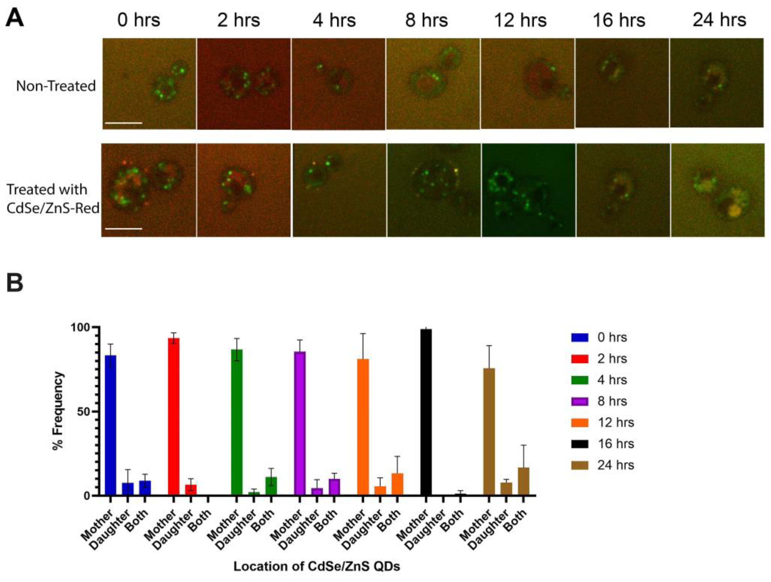 Cells 12 00484 g001 Cells 12 00484 g001