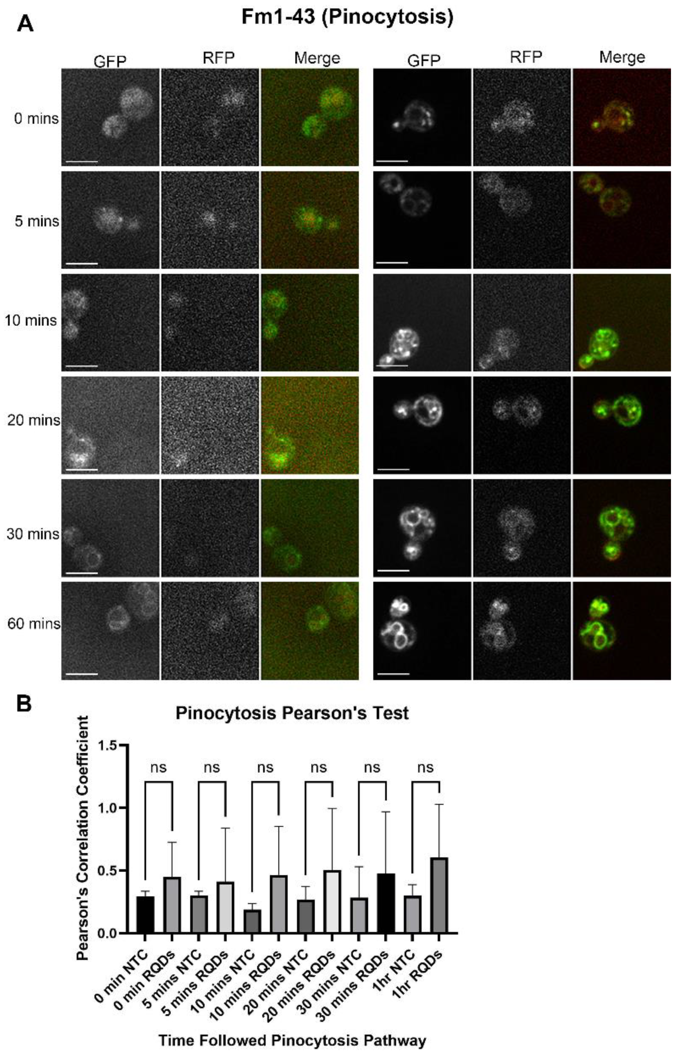 Cells 12 00484 g004 Cells 12 00484 g004