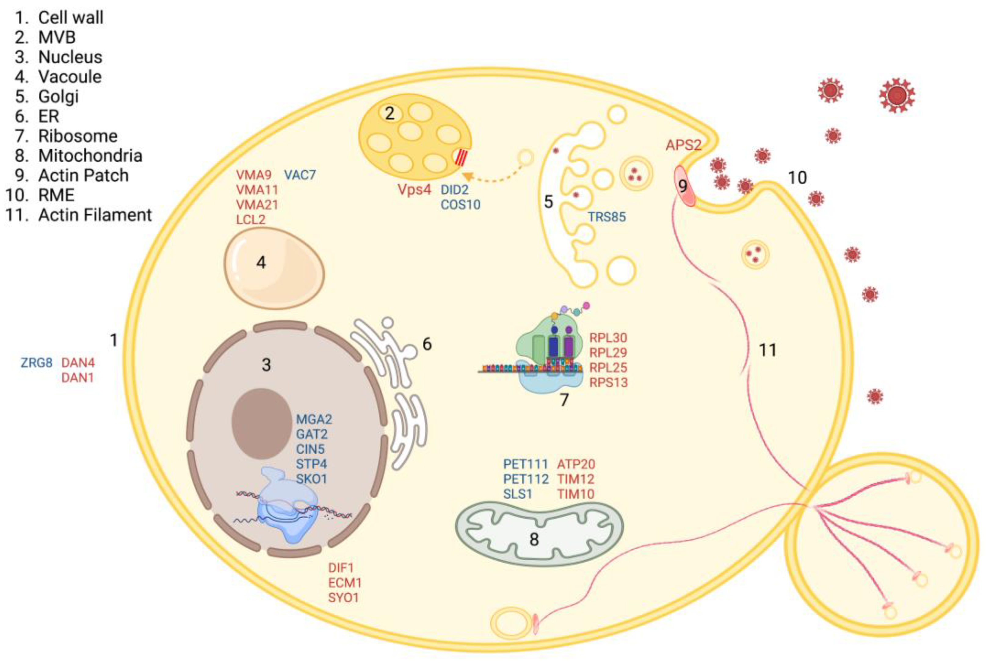 Cells 12 00484 g008 Cells 12 00484 g008