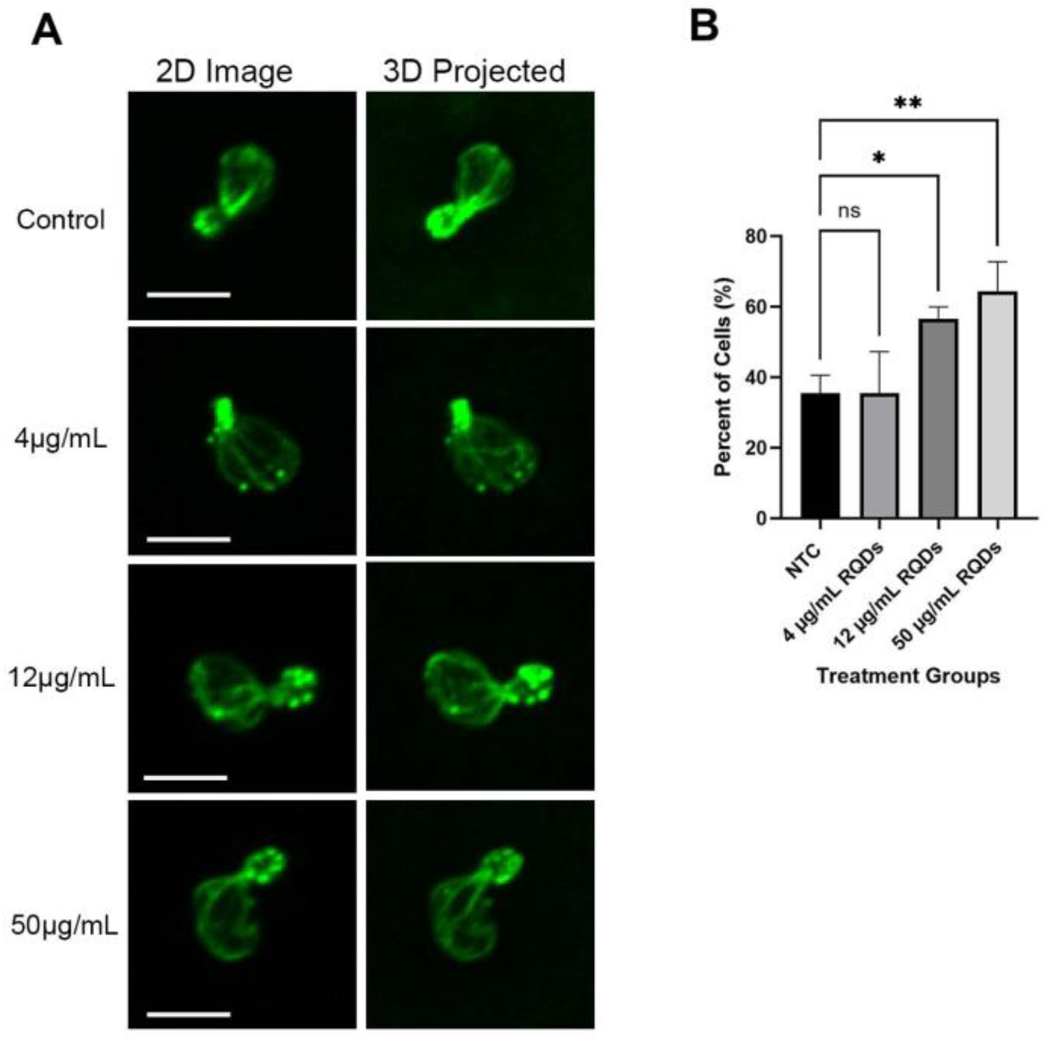 Cells 12 00484 g010 Cells 12 00484 g010