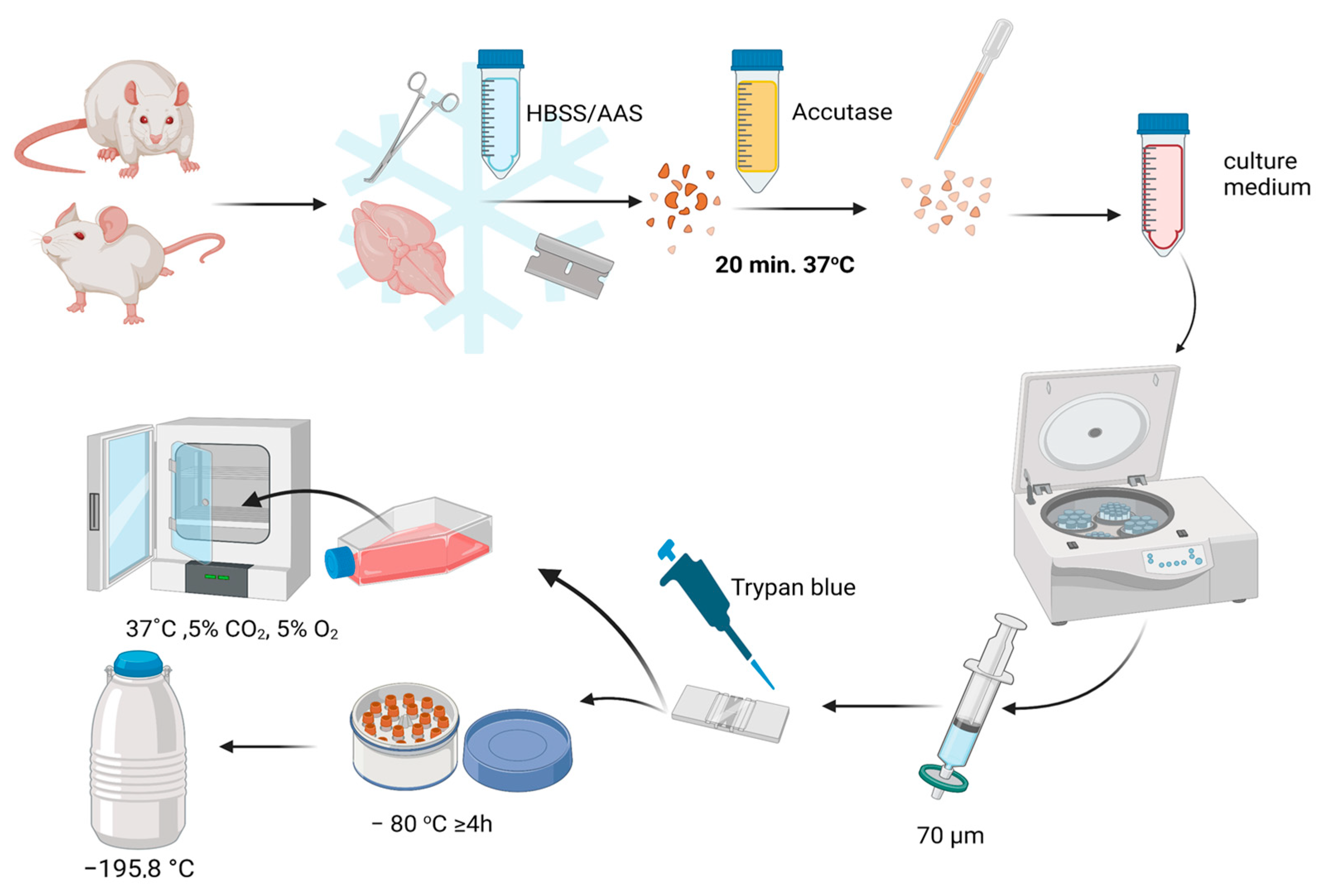 Cells 12 00488 g003 Cells 12 00488 g003