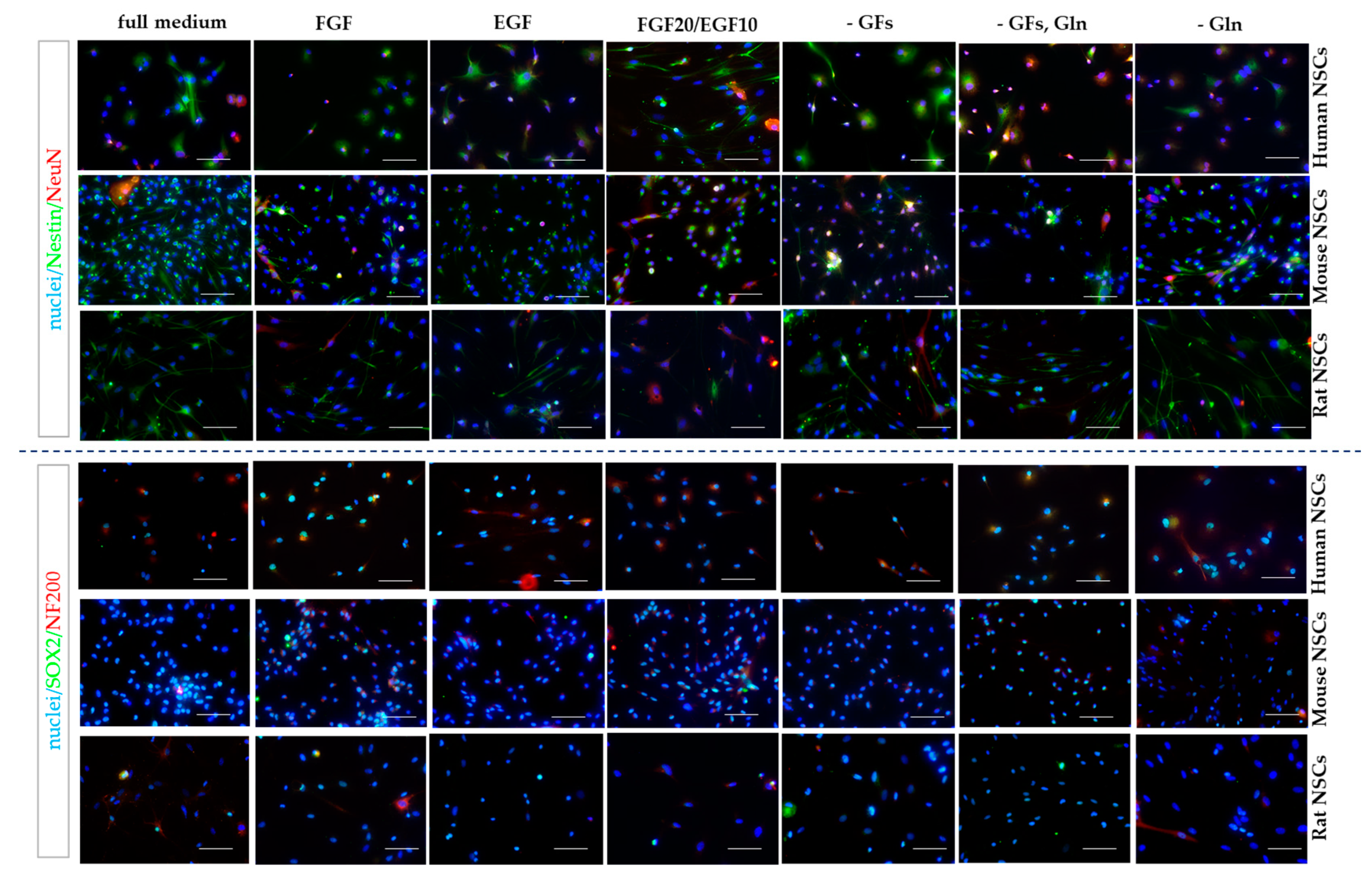 Cells 12 00488 g012 Cells 12 00488 g012