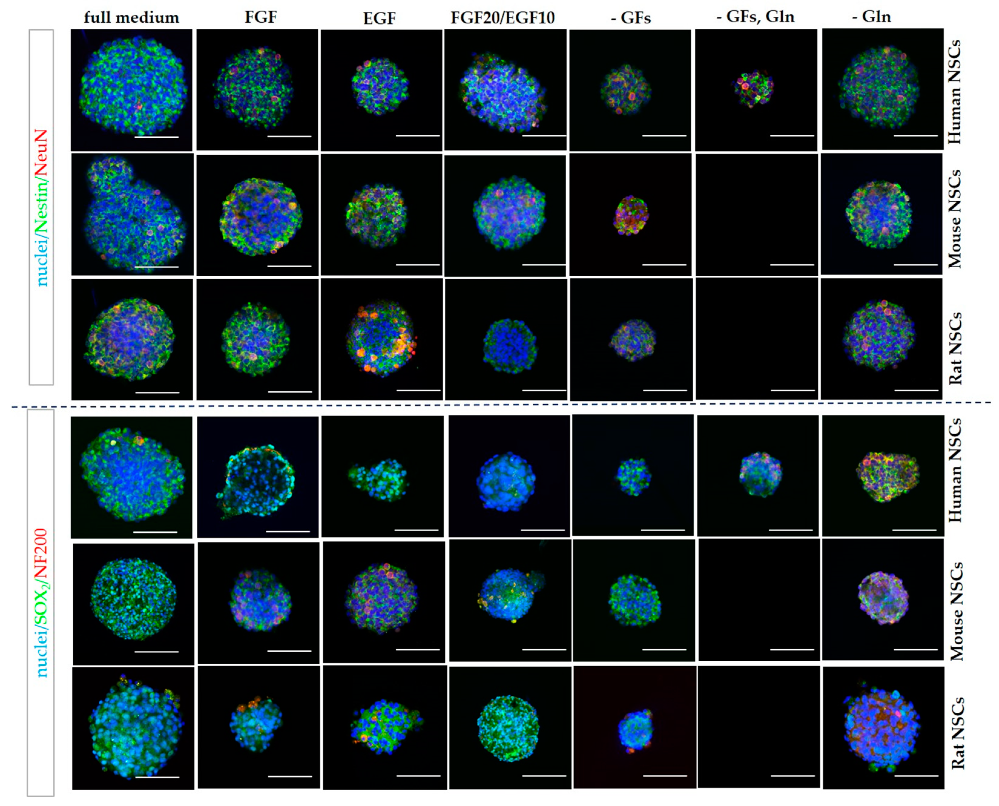 Cells 12 00488 g013 Cells 12 00488 g013