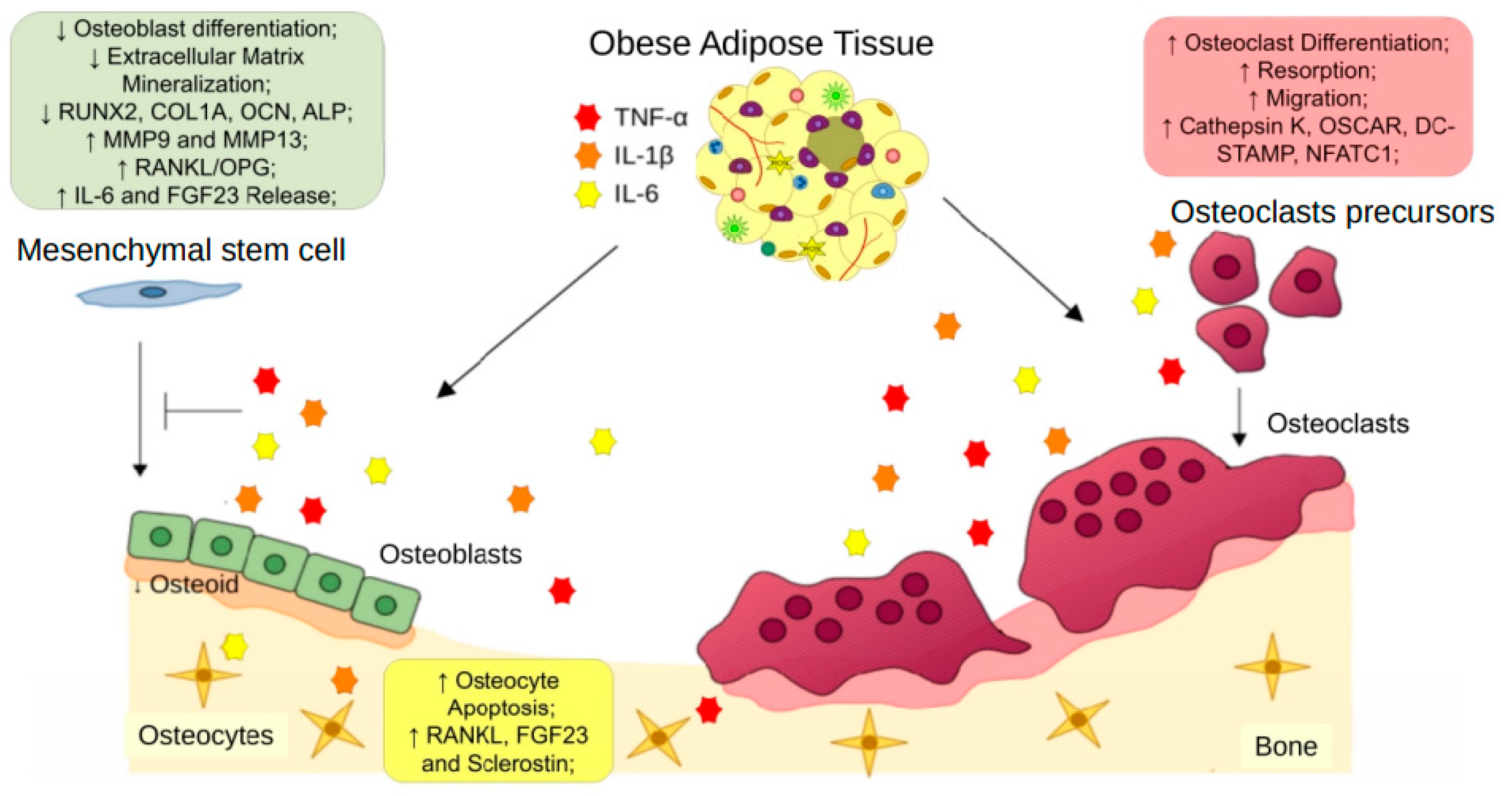 Cells 12 00521 g002 Cells 12 00521 g002