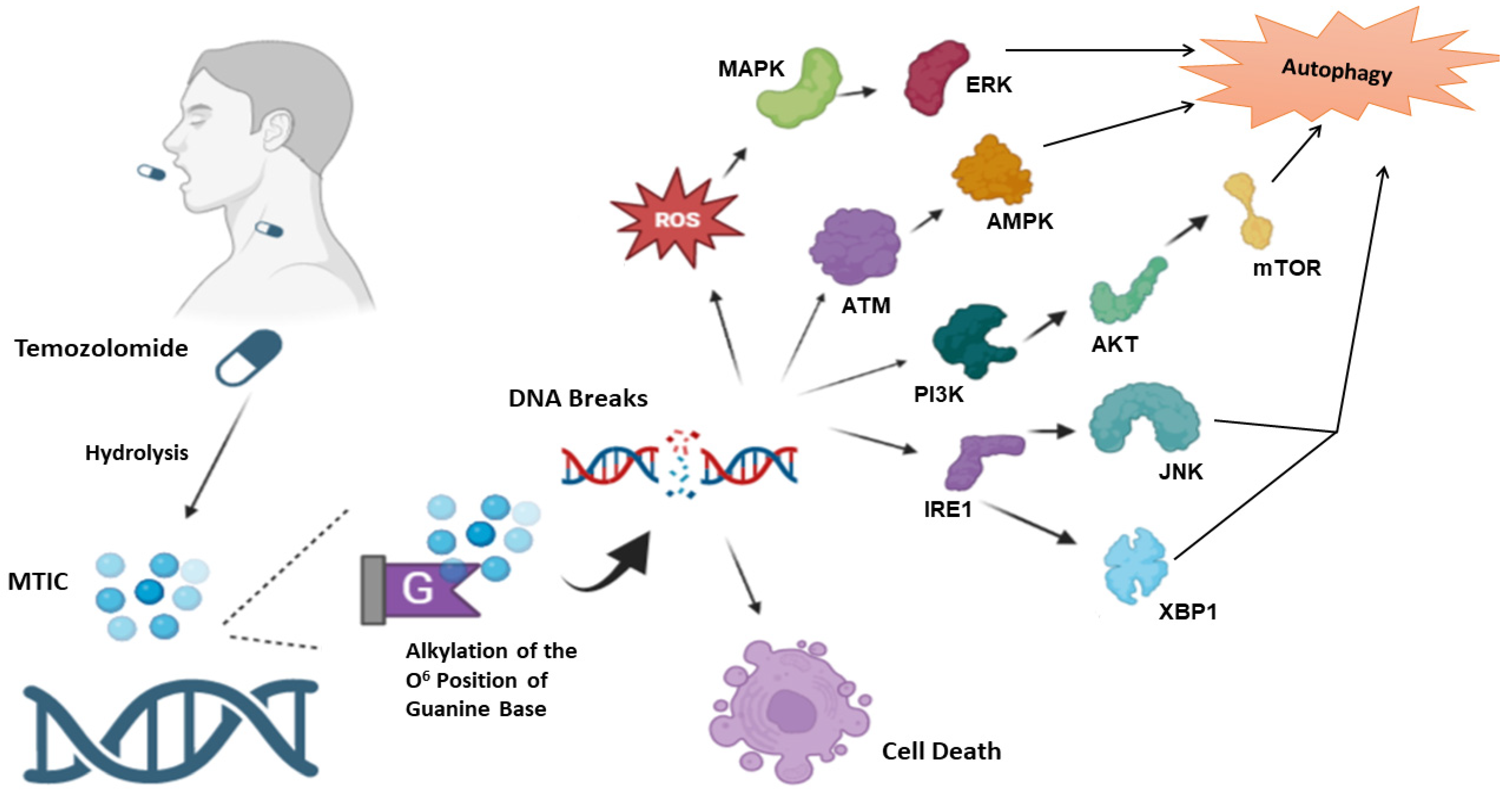 Cells 12 00535 g001 Cells 12 00535 g001