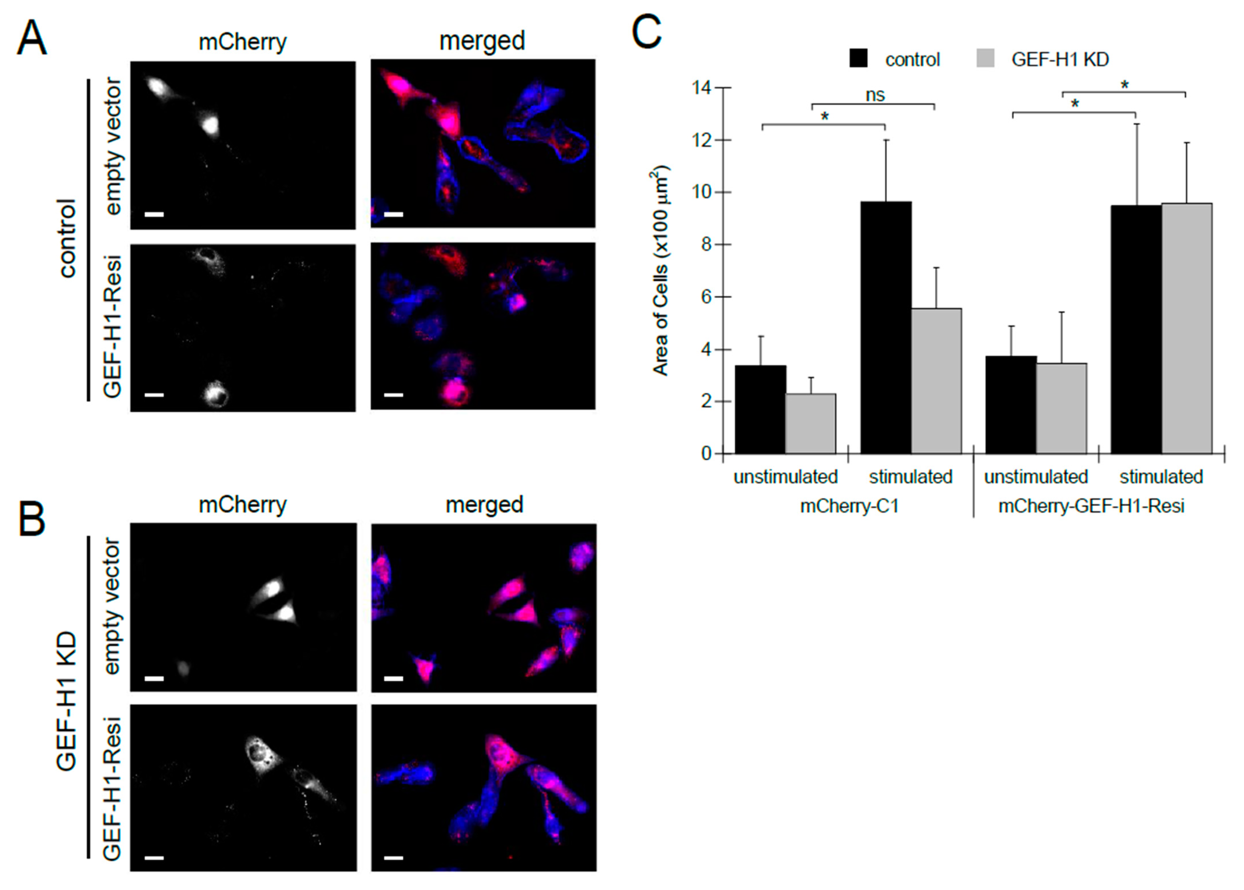 Cells 12 00537 g003 Cells 12 00537 g003