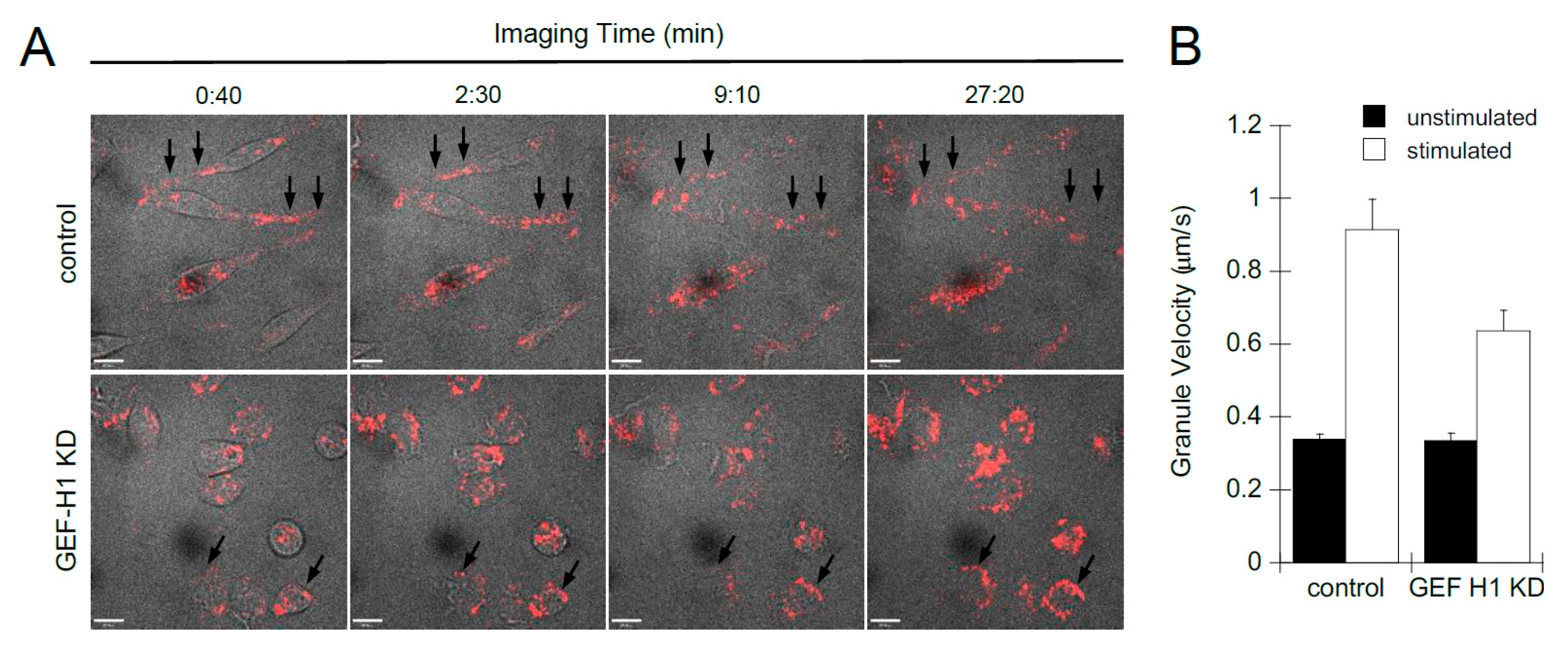 Cells 12 00537 g004 Cells 12 00537 g004