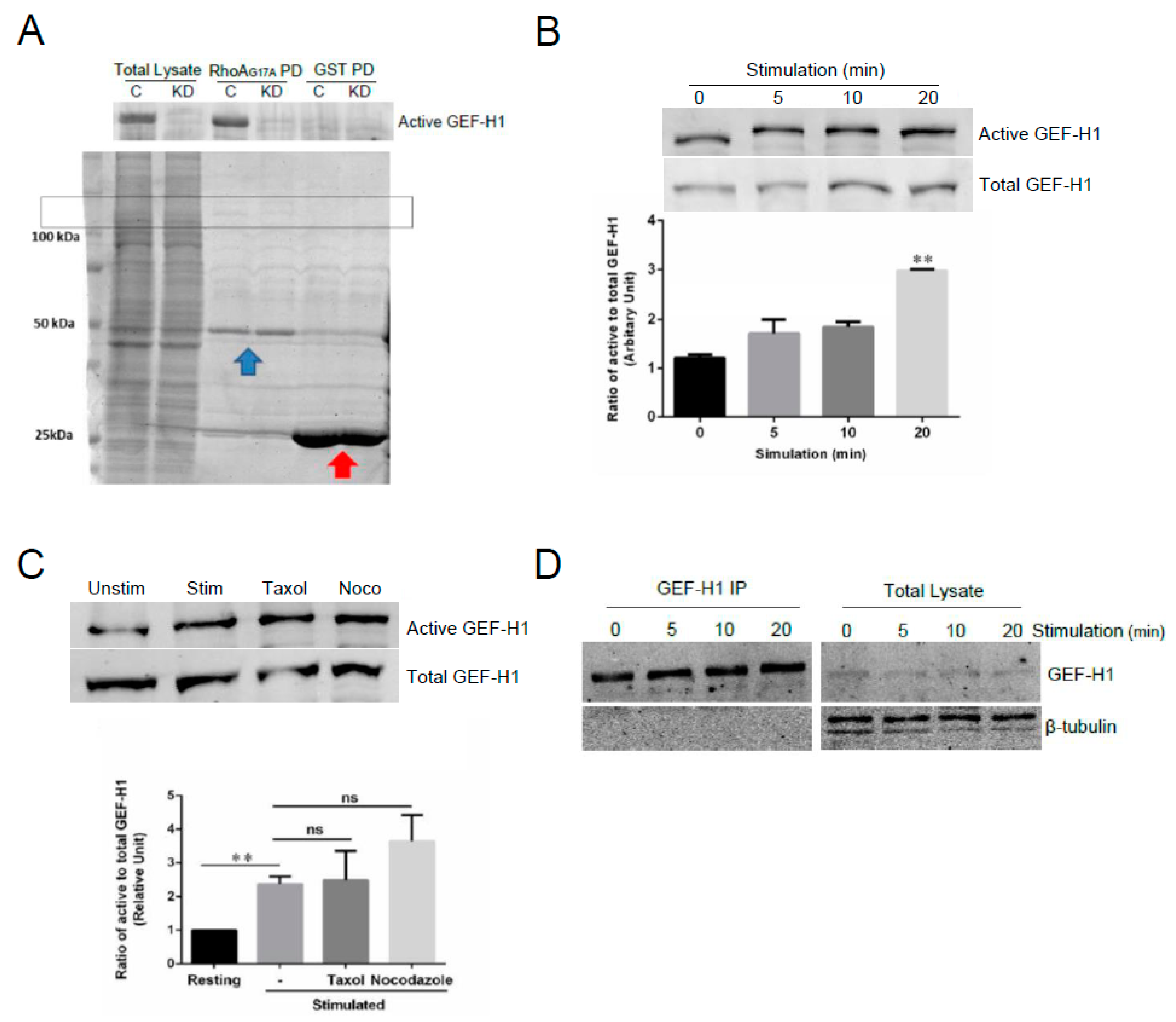 Cells 12 00537 g008 Cells 12 00537 g008