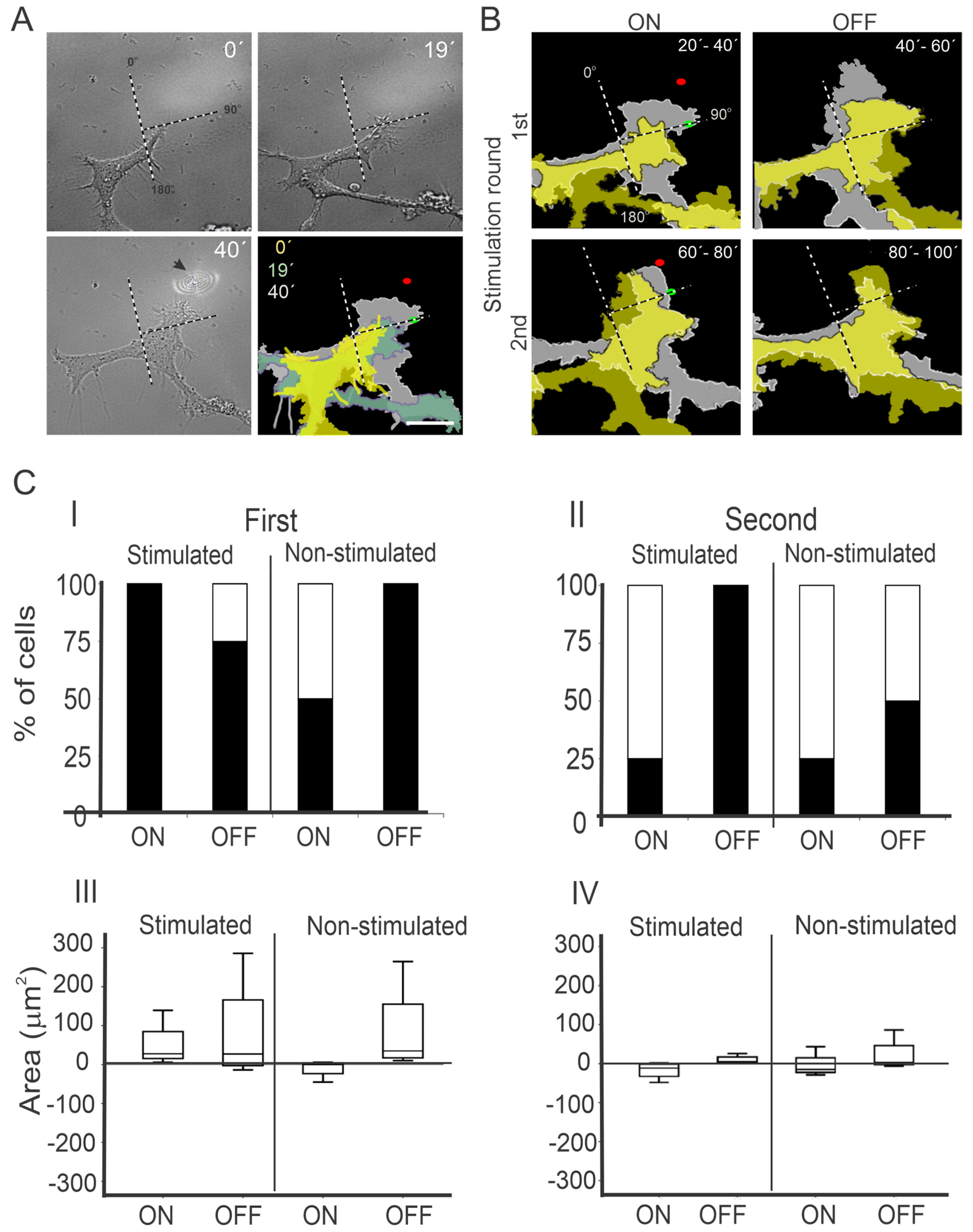 Cells 12 00540 g001 Cells 12 00540 g001