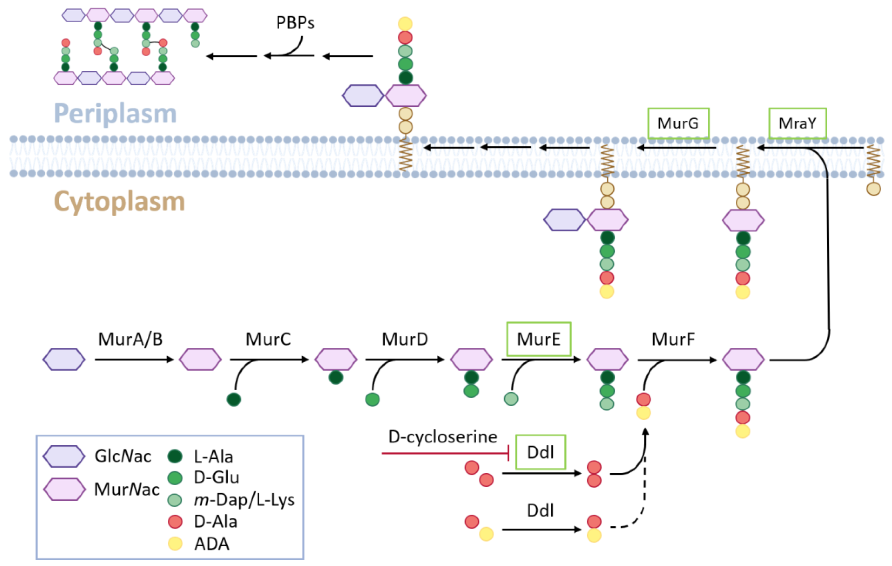 Cells 12 00563 g001 Cells 12 00563 g001