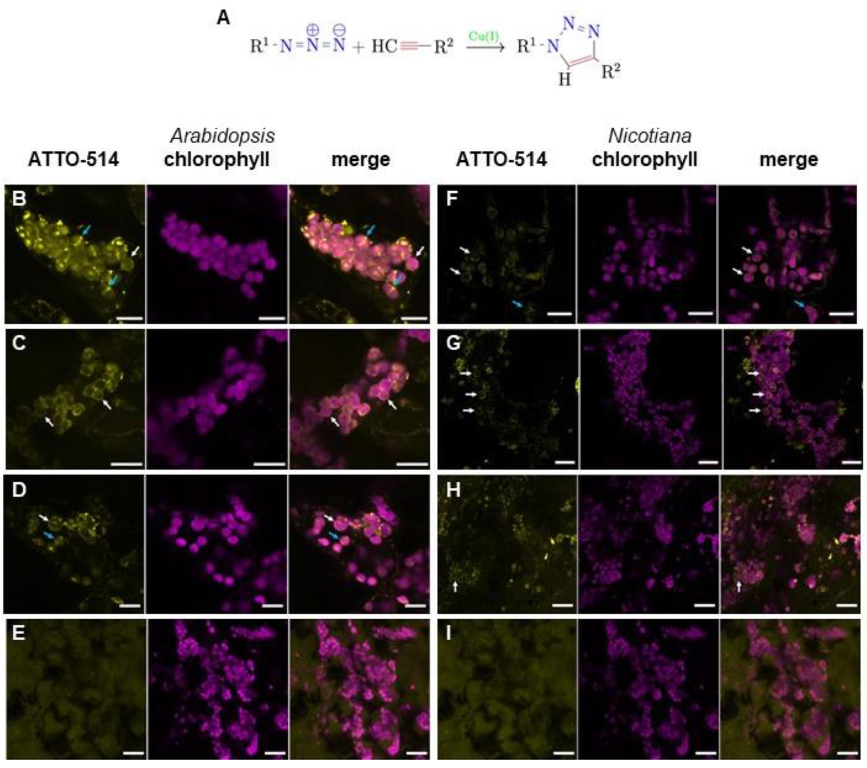Cells 12 00563 g002 Cells 12 00563 g002