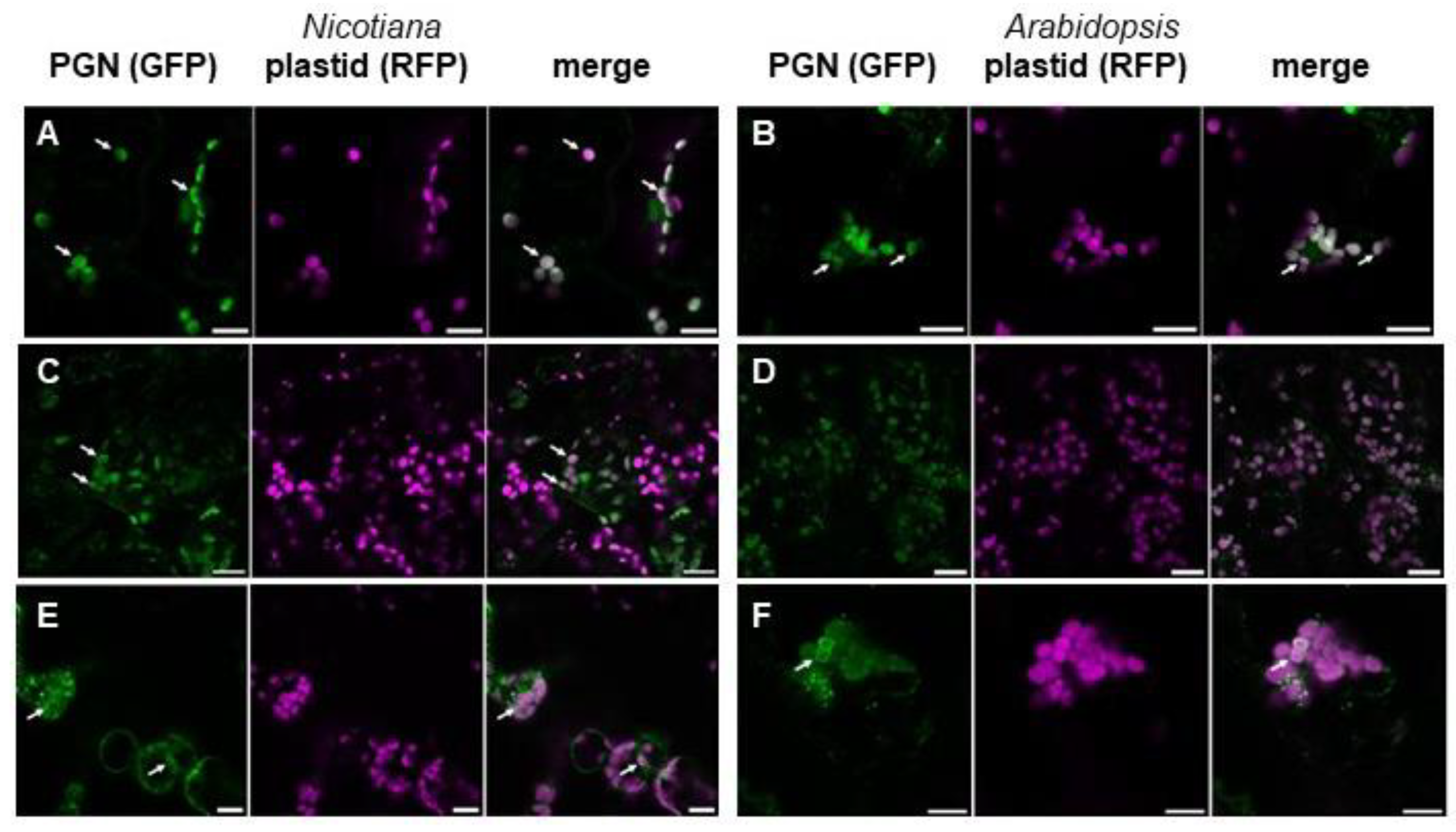 Cells 12 00563 g003 Cells 12 00563 g003
