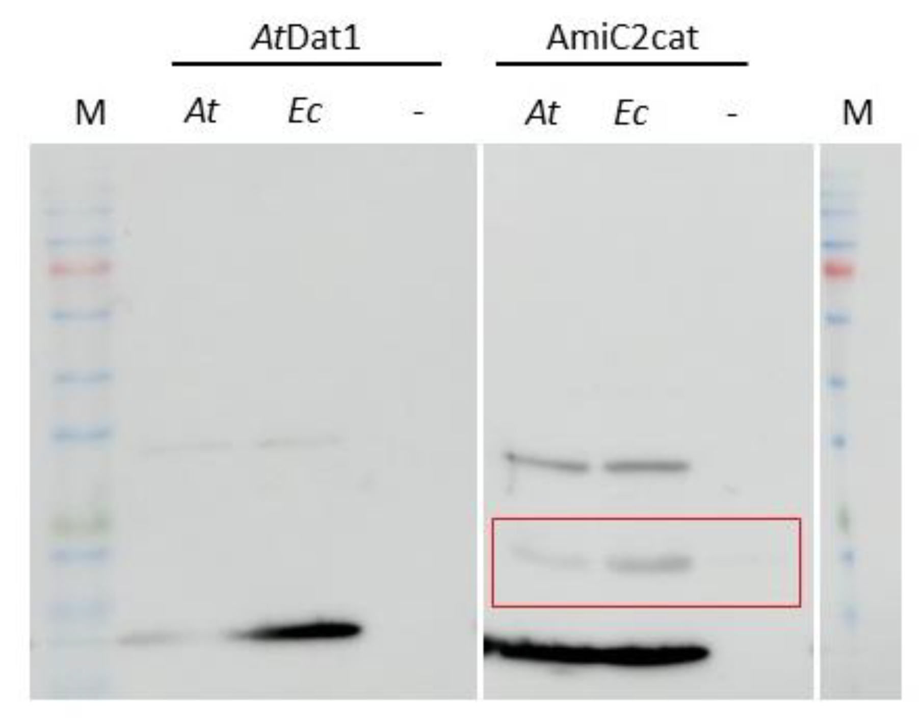 Cells 12 00563 g004 Cells 12 00563 g004