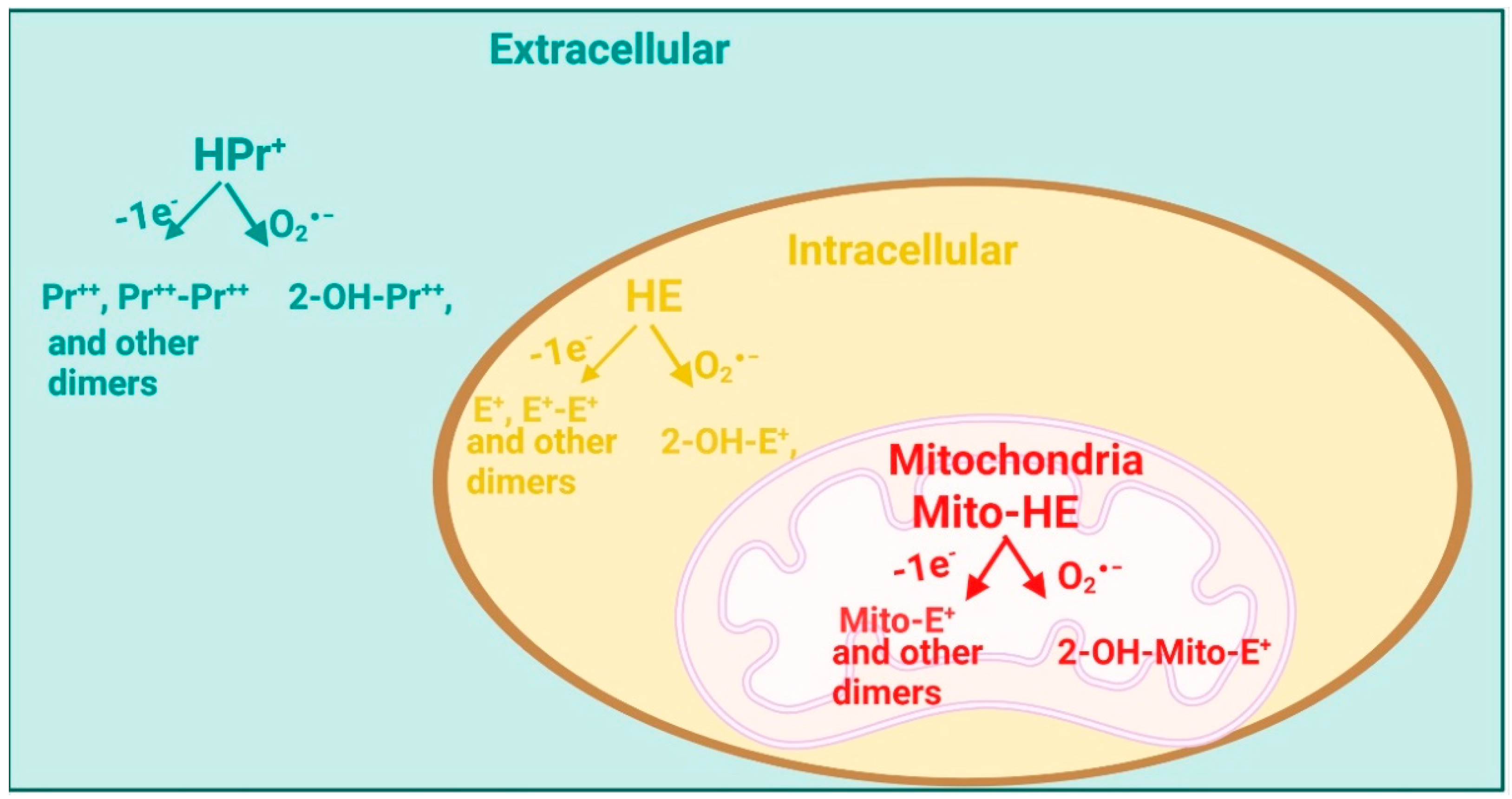 Cells 12 00583 g009 Cells 12 00583 g009