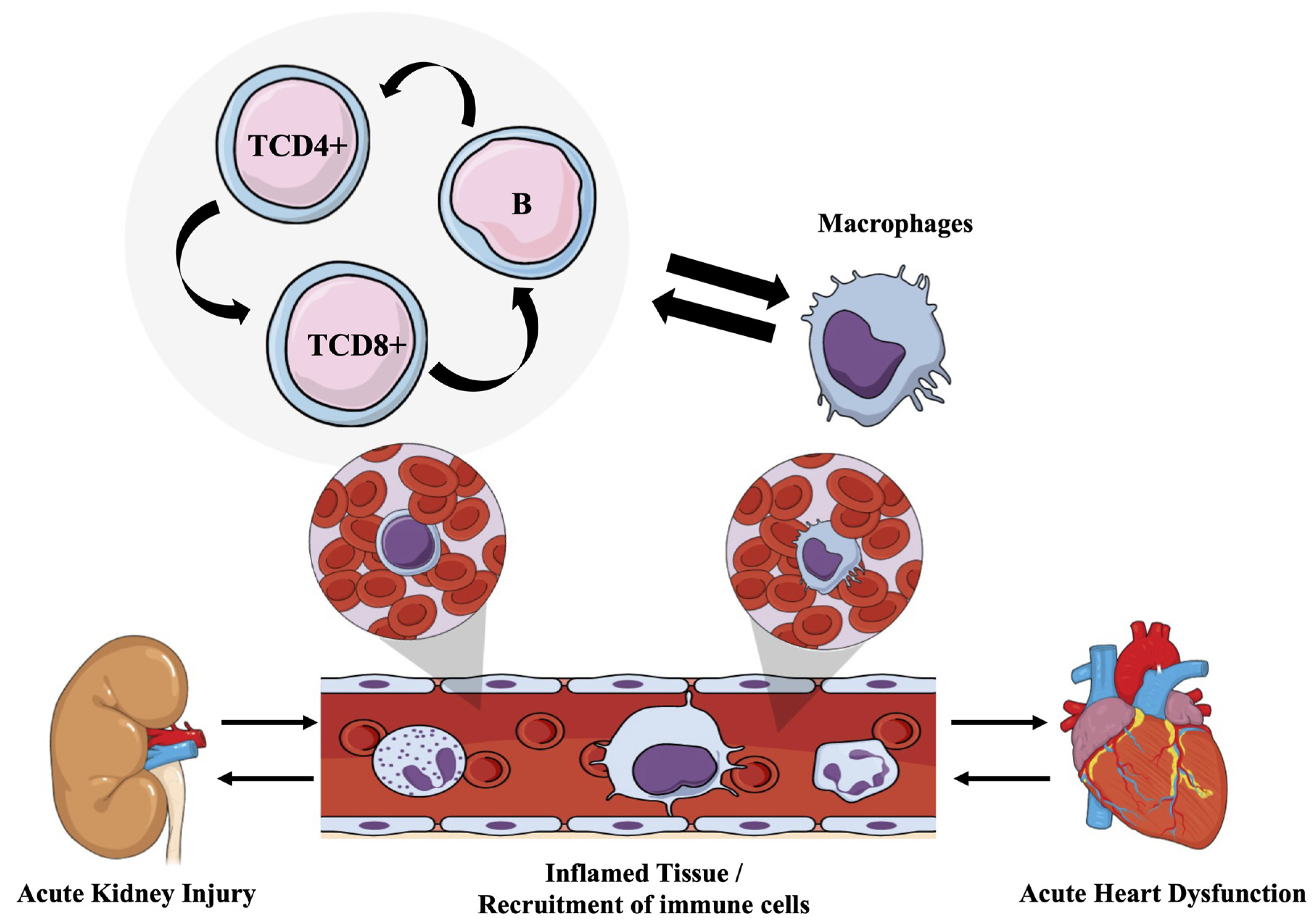 Cells 12 00605 g007 Cells 12 00605 g007