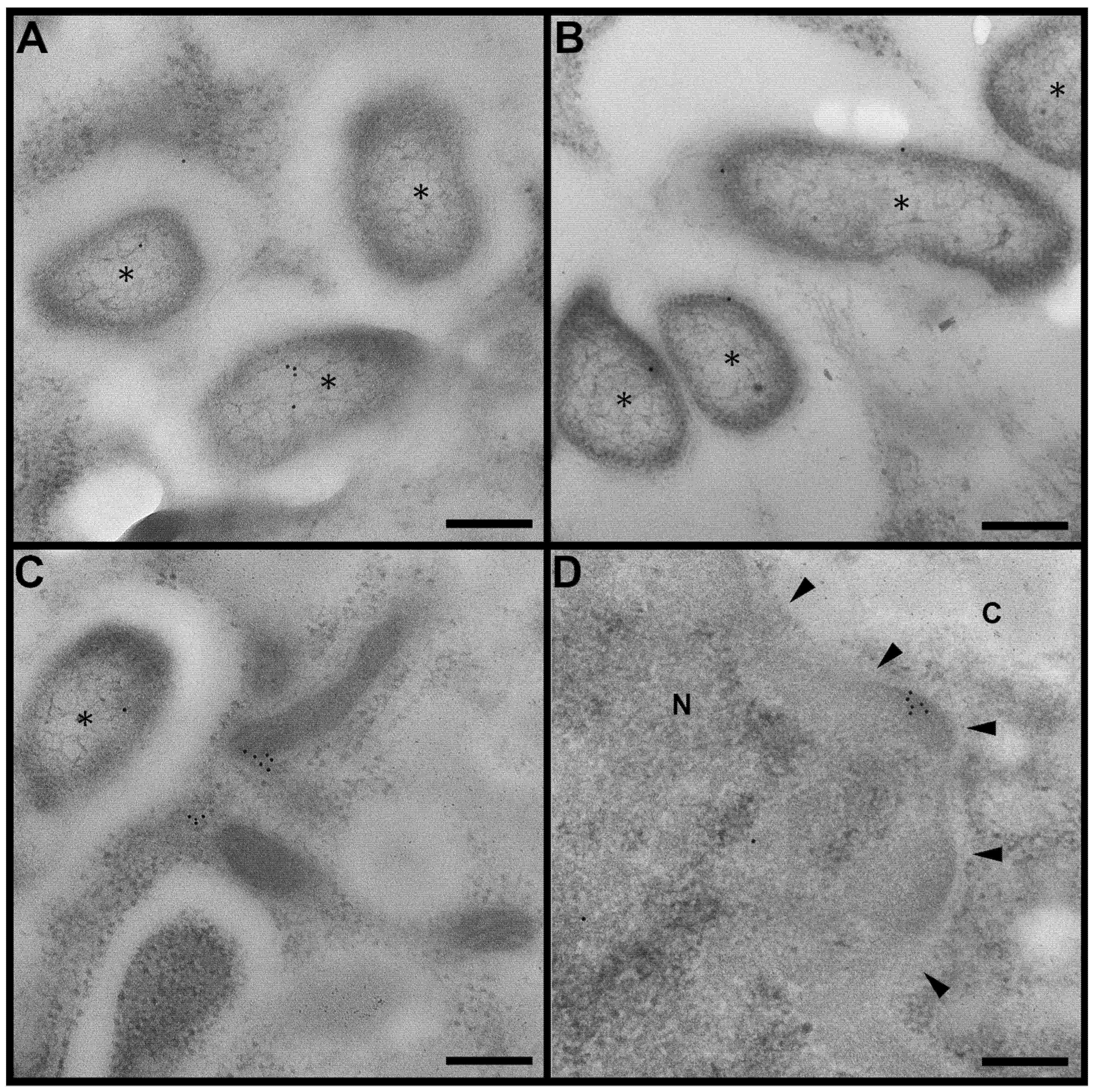 Cells 12 00607 g001 Cells 12 00607 g001
