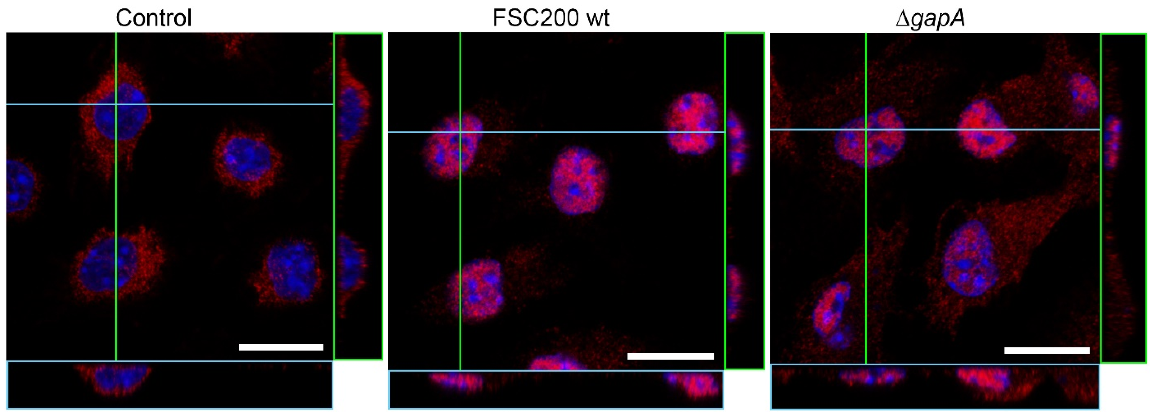 Cells 12 00607 g010 Cells 12 00607 g010