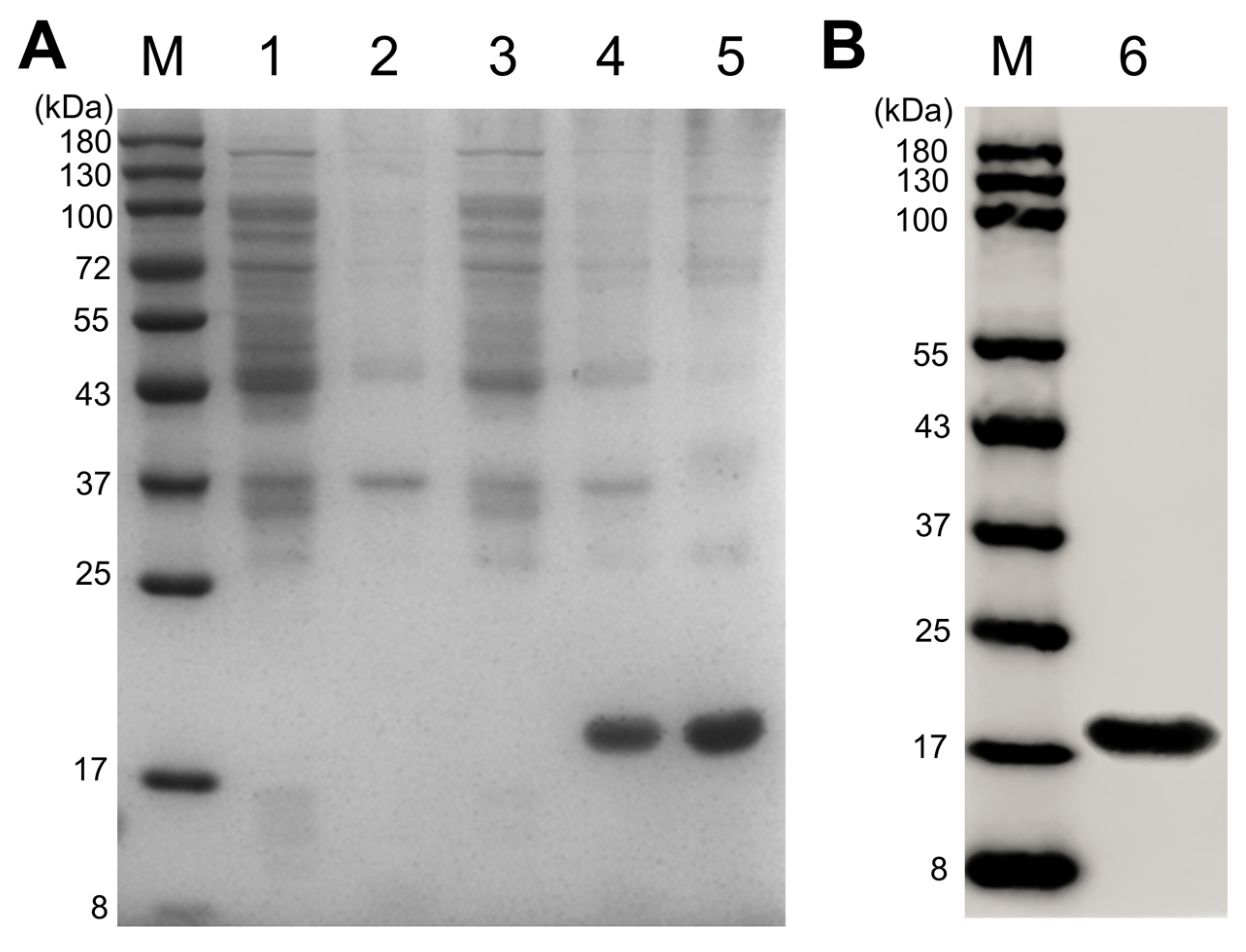 Cells 12 00608 g003 Cells 12 00608 g003