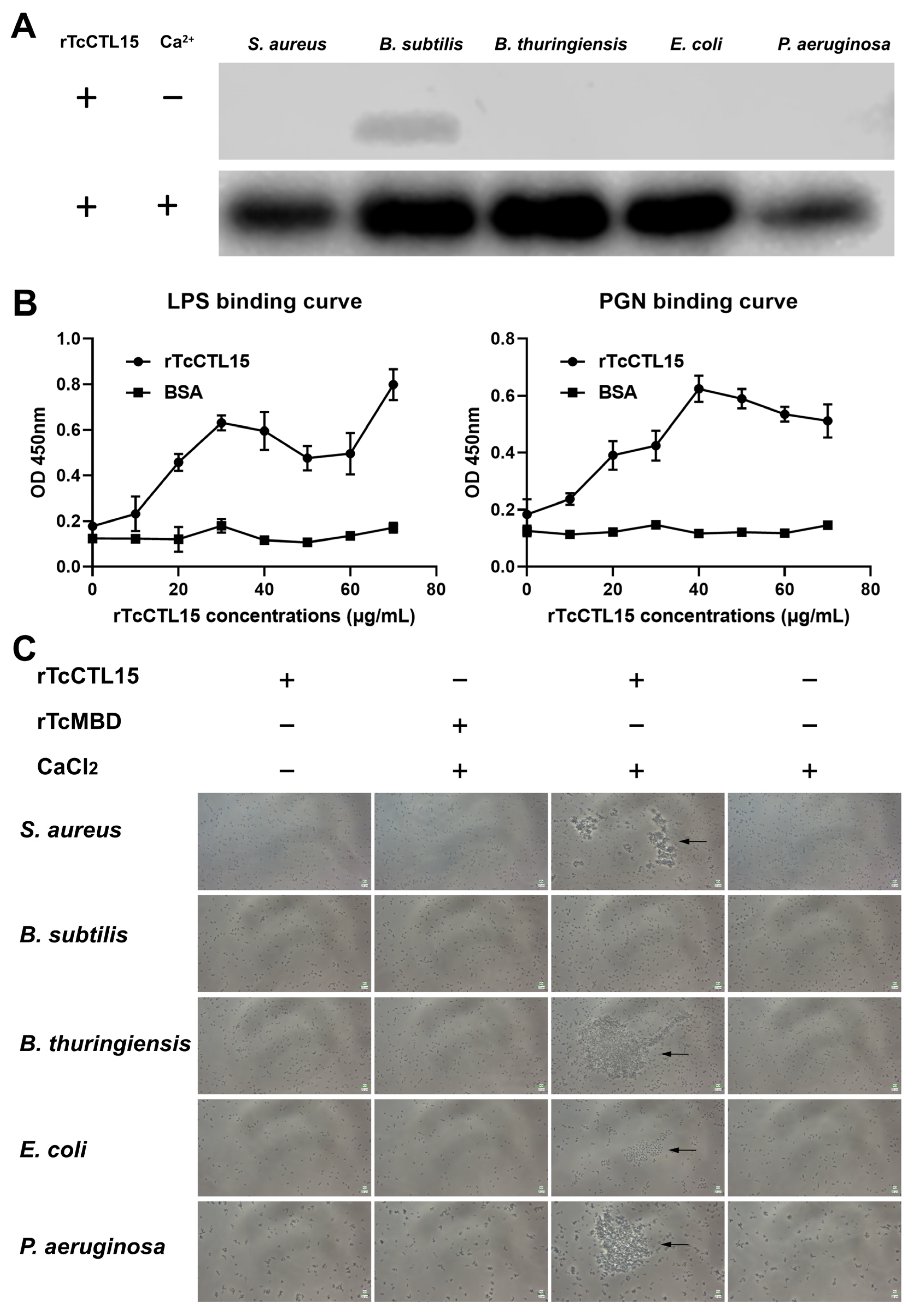 Cells 12 00608 g004 Cells 12 00608 g004
