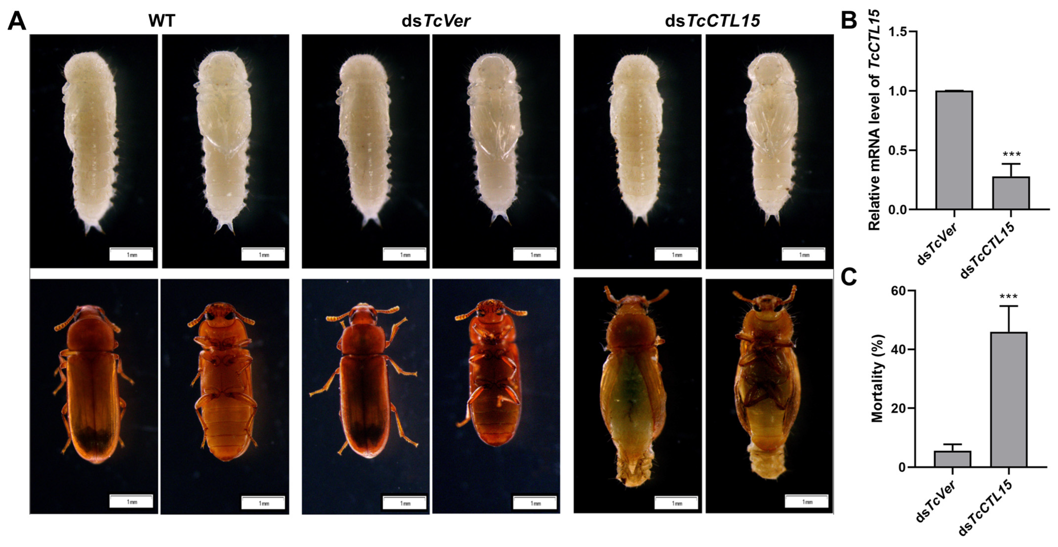 Cells 12 00608 g006 Cells 12 00608 g006