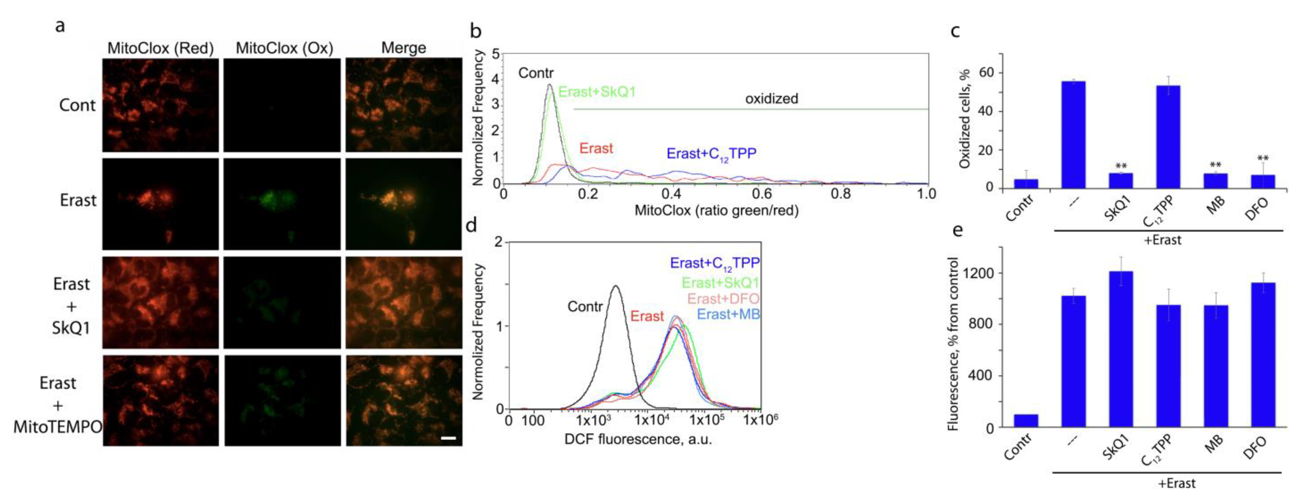 Cells 12 00611 g003 Cells 12 00611 g003