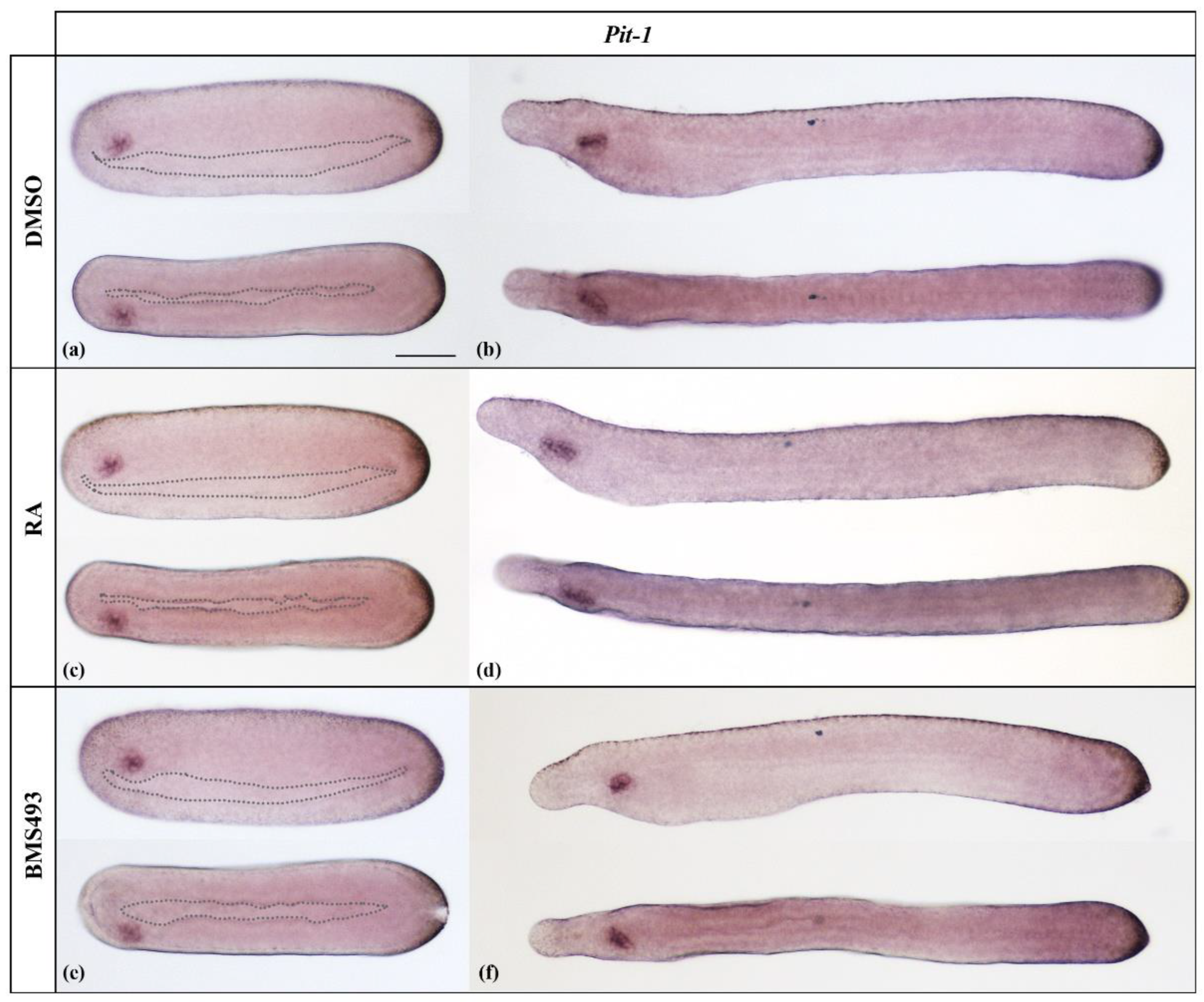 Cells 12 00614 g001 Cells 12 00614 g001
