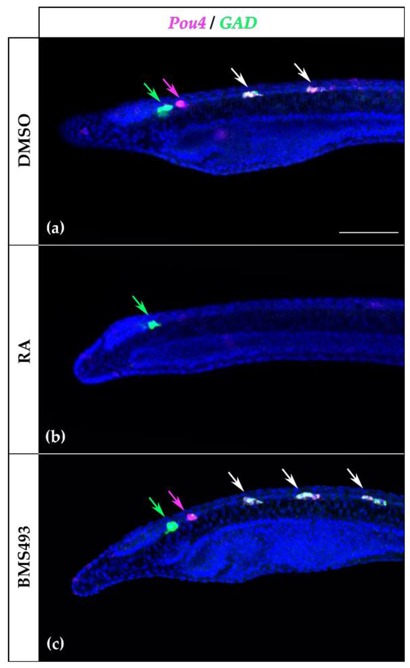 Cells 12 00614 g008 Cells 12 00614 g008
