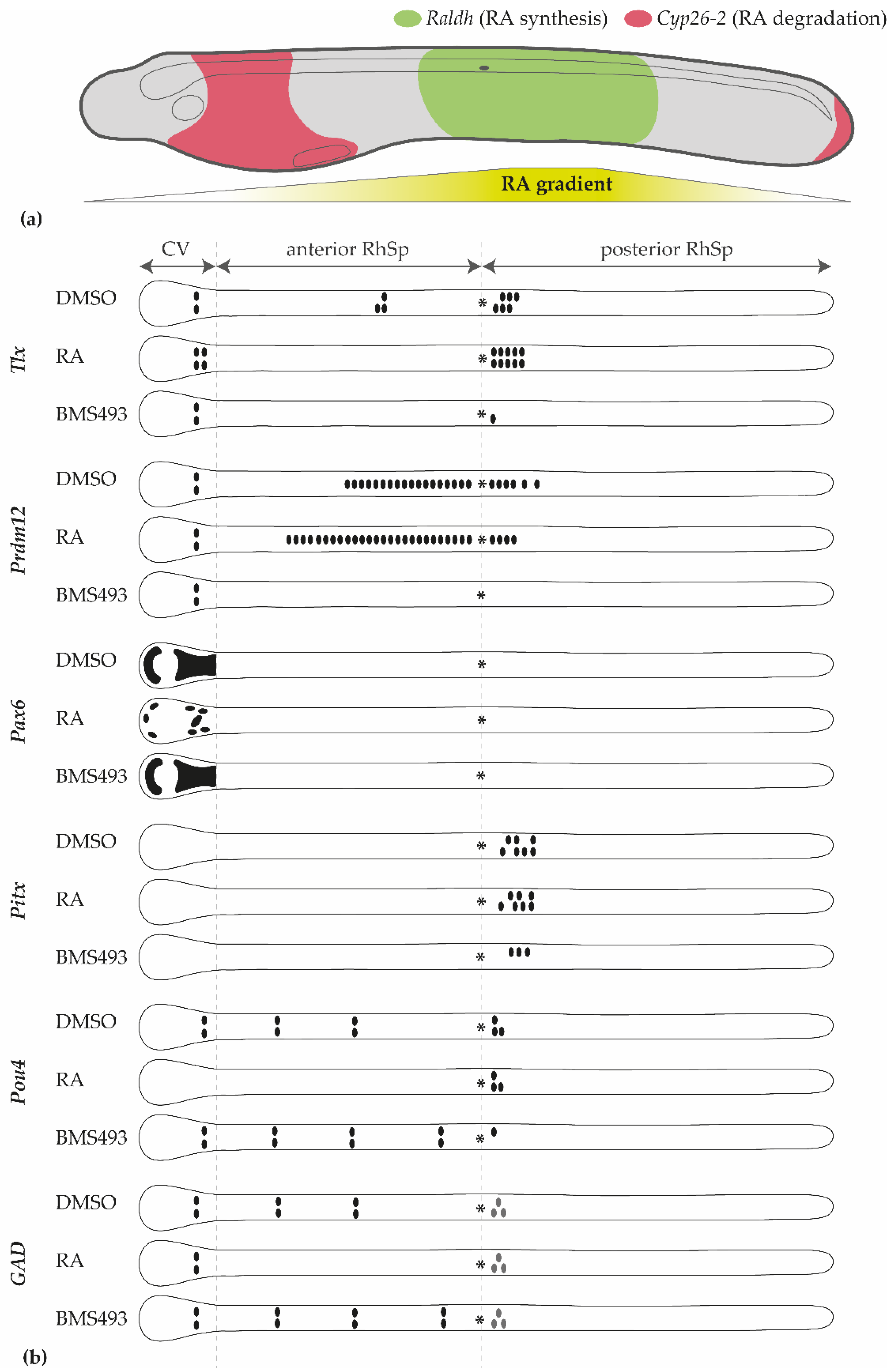 Cells 12 00614 g009 Cells 12 00614 g009