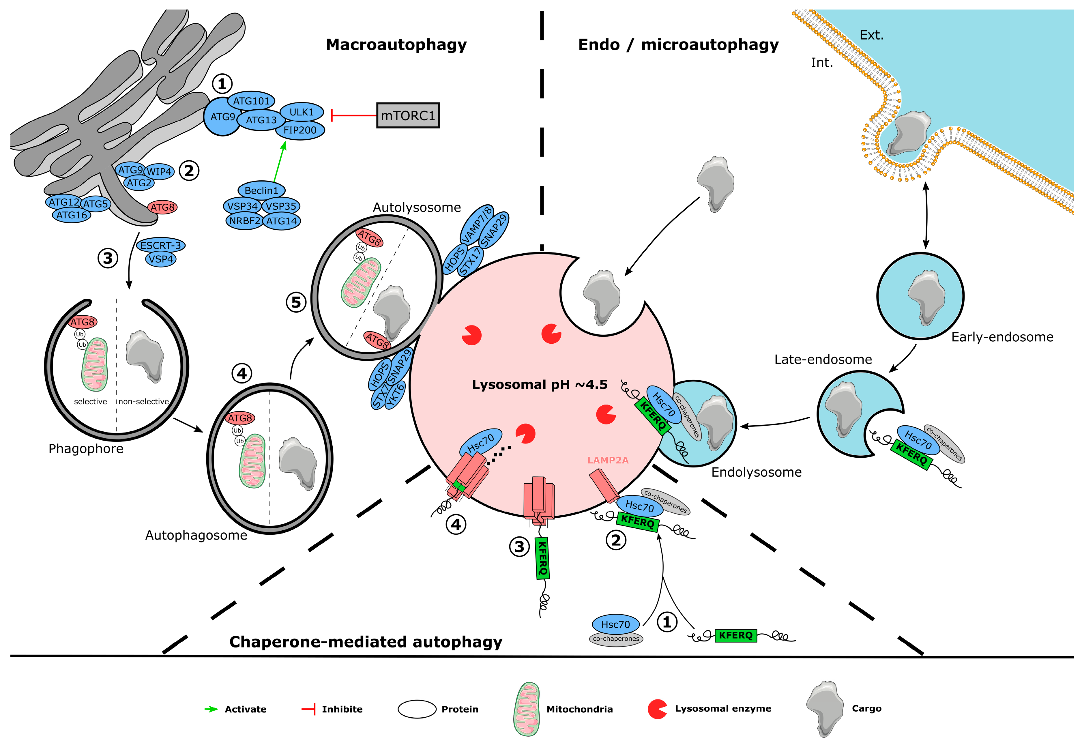 Cells 12 00621 g001