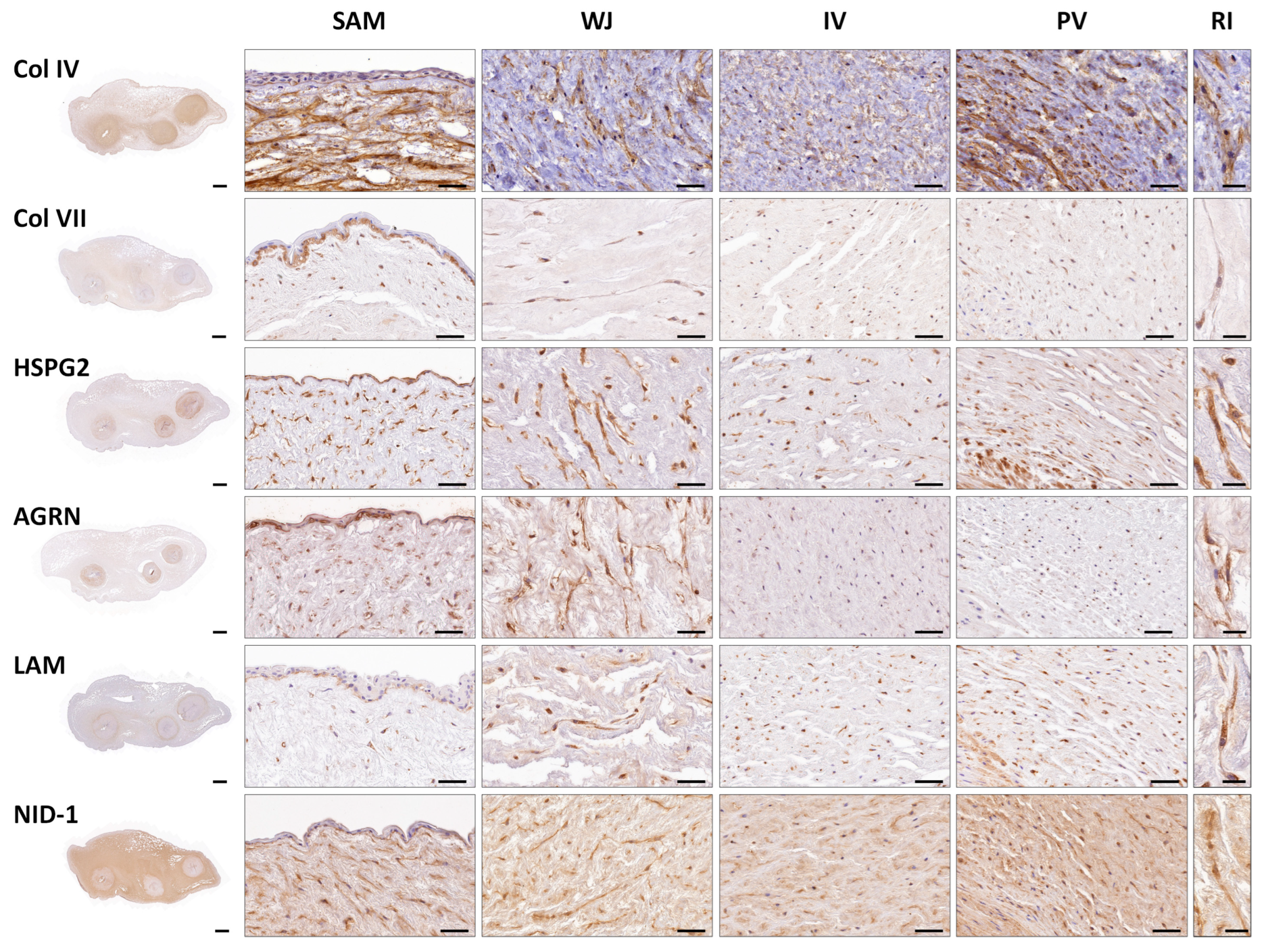 Cells 12 00629 g003