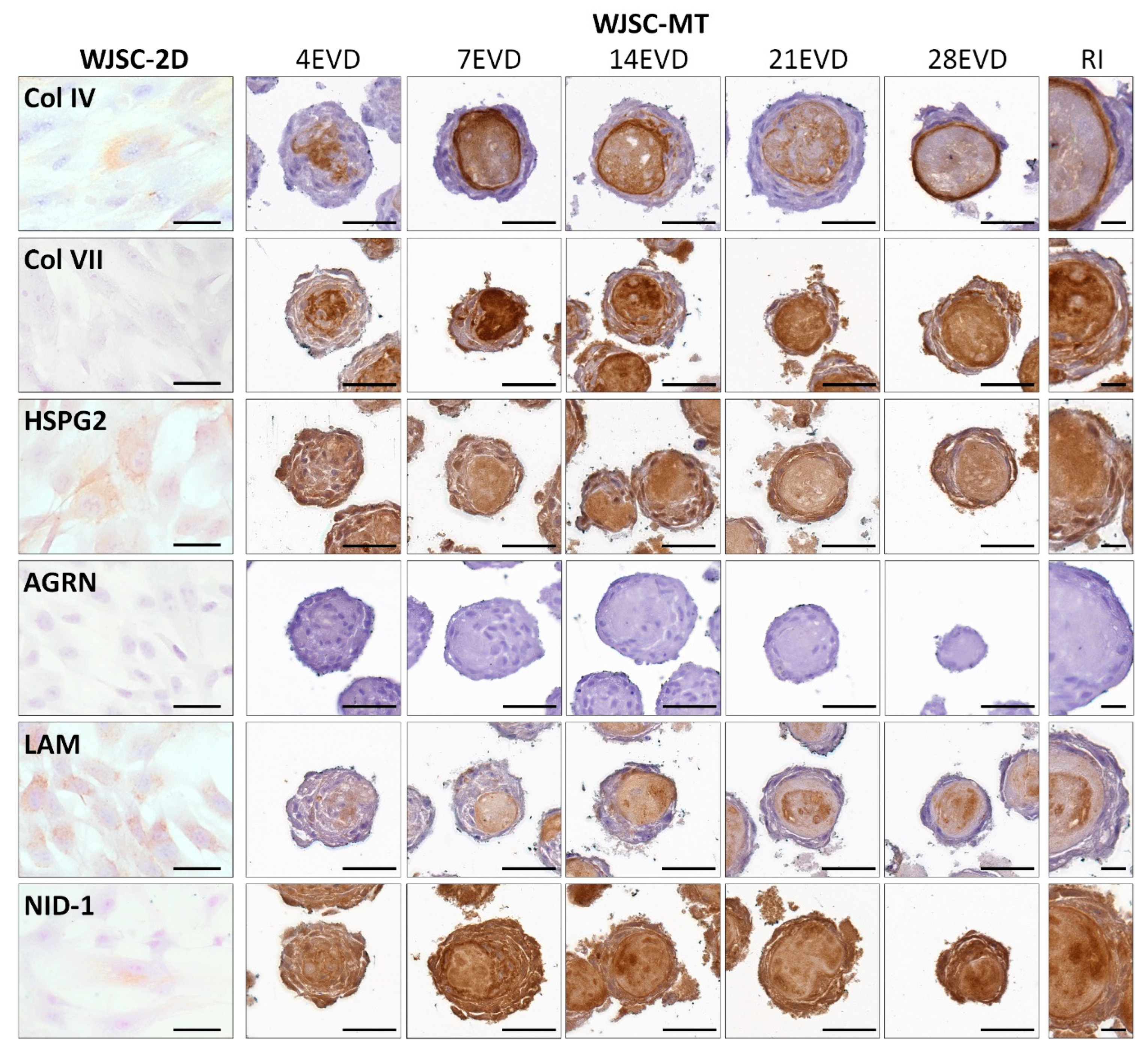 Cells 12 00629 g006
