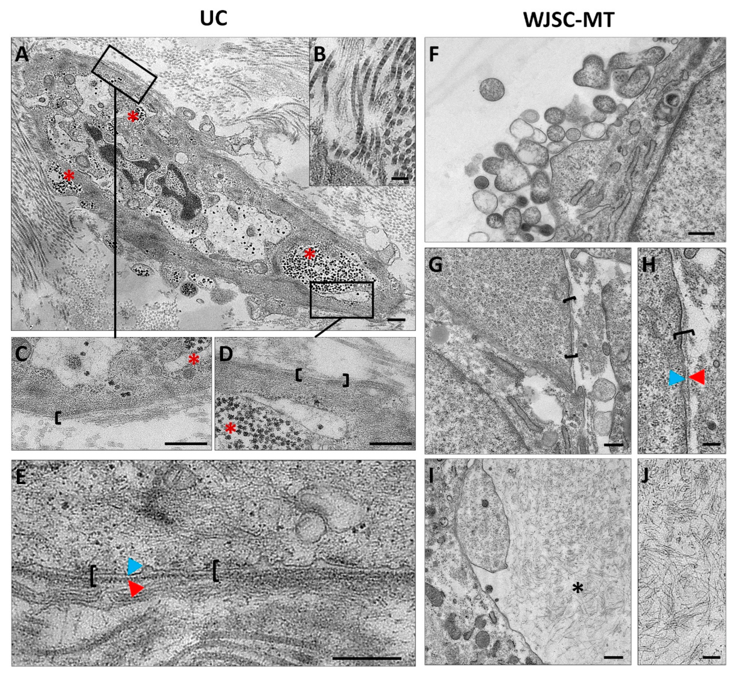 Cells 12 00629 g007