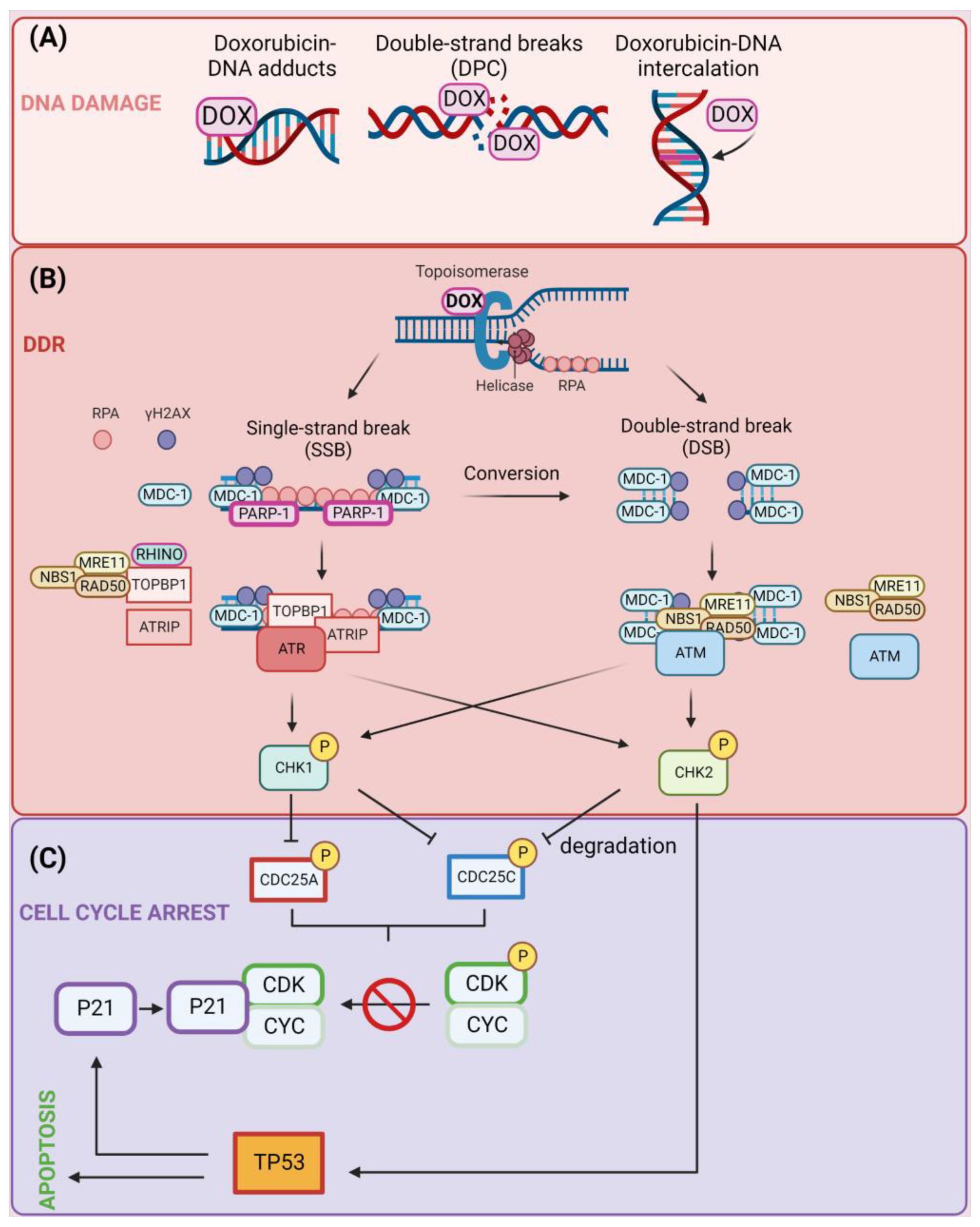 Cells 12 00659 g001 Cells 12 00659 g001