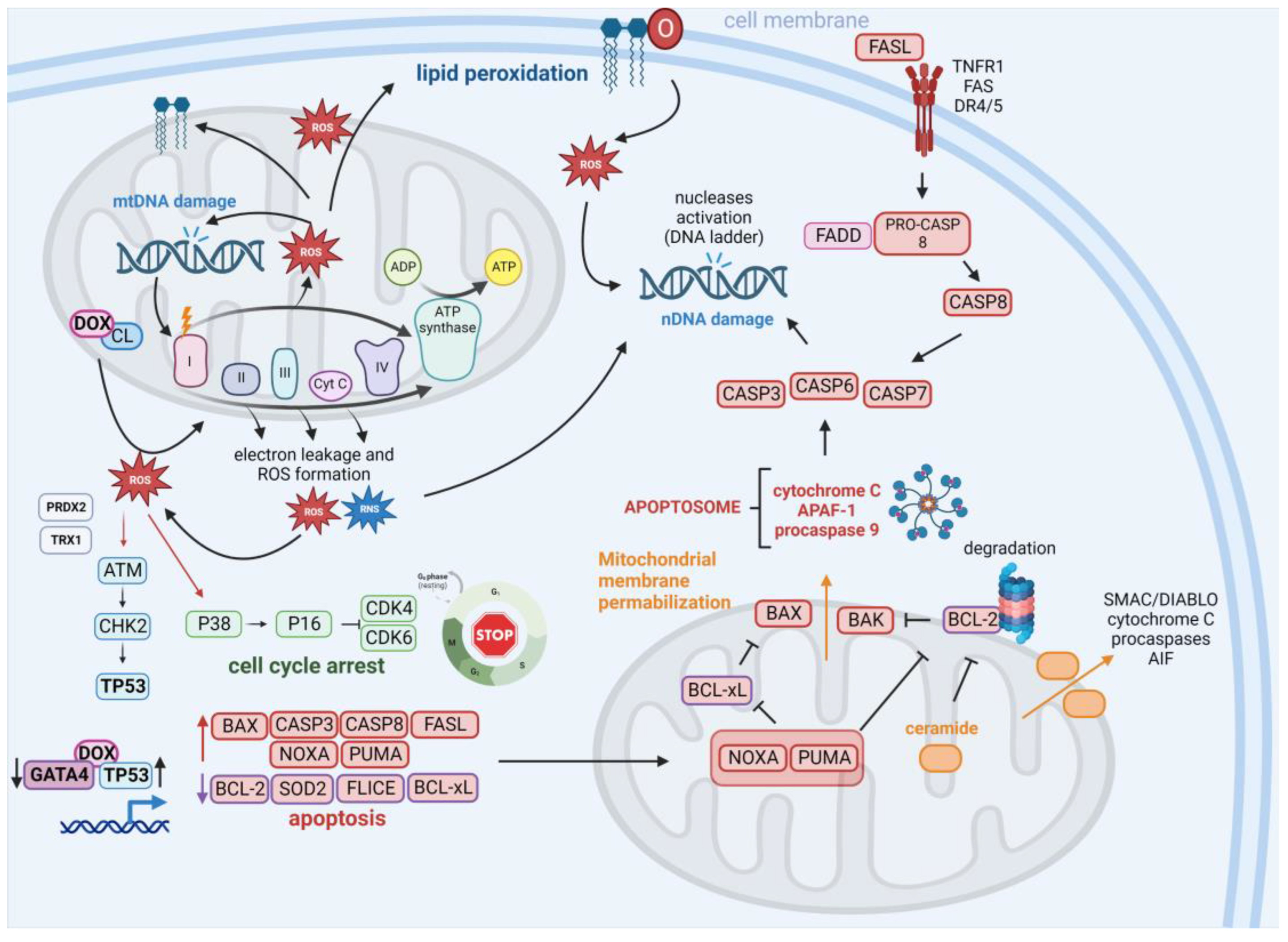 Cells 12 00659 g002 Cells 12 00659 g002