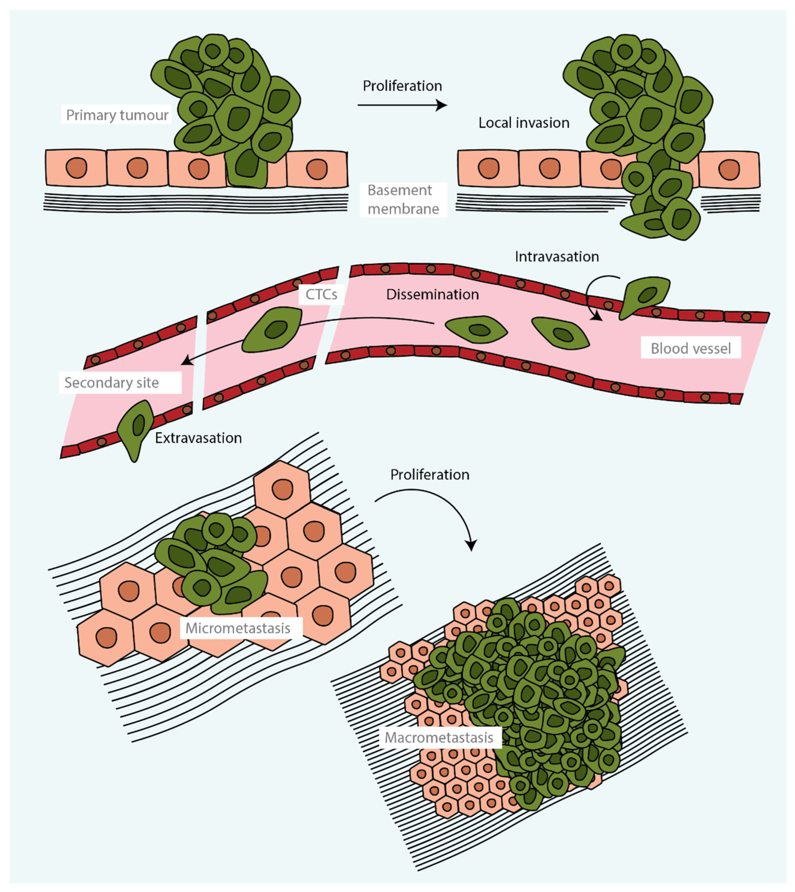 Cells 12 00677 g001