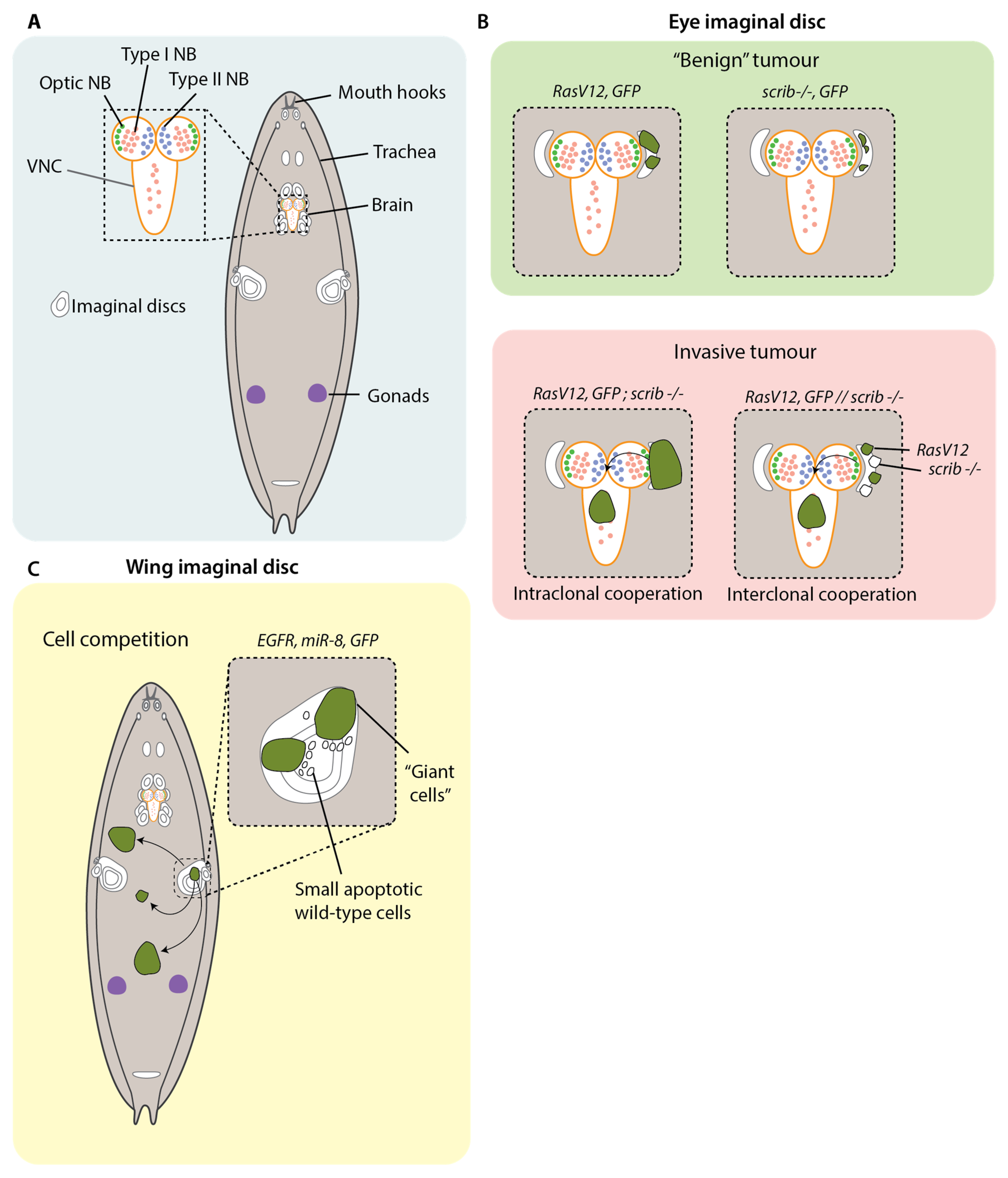 Cells 12 00677 g002