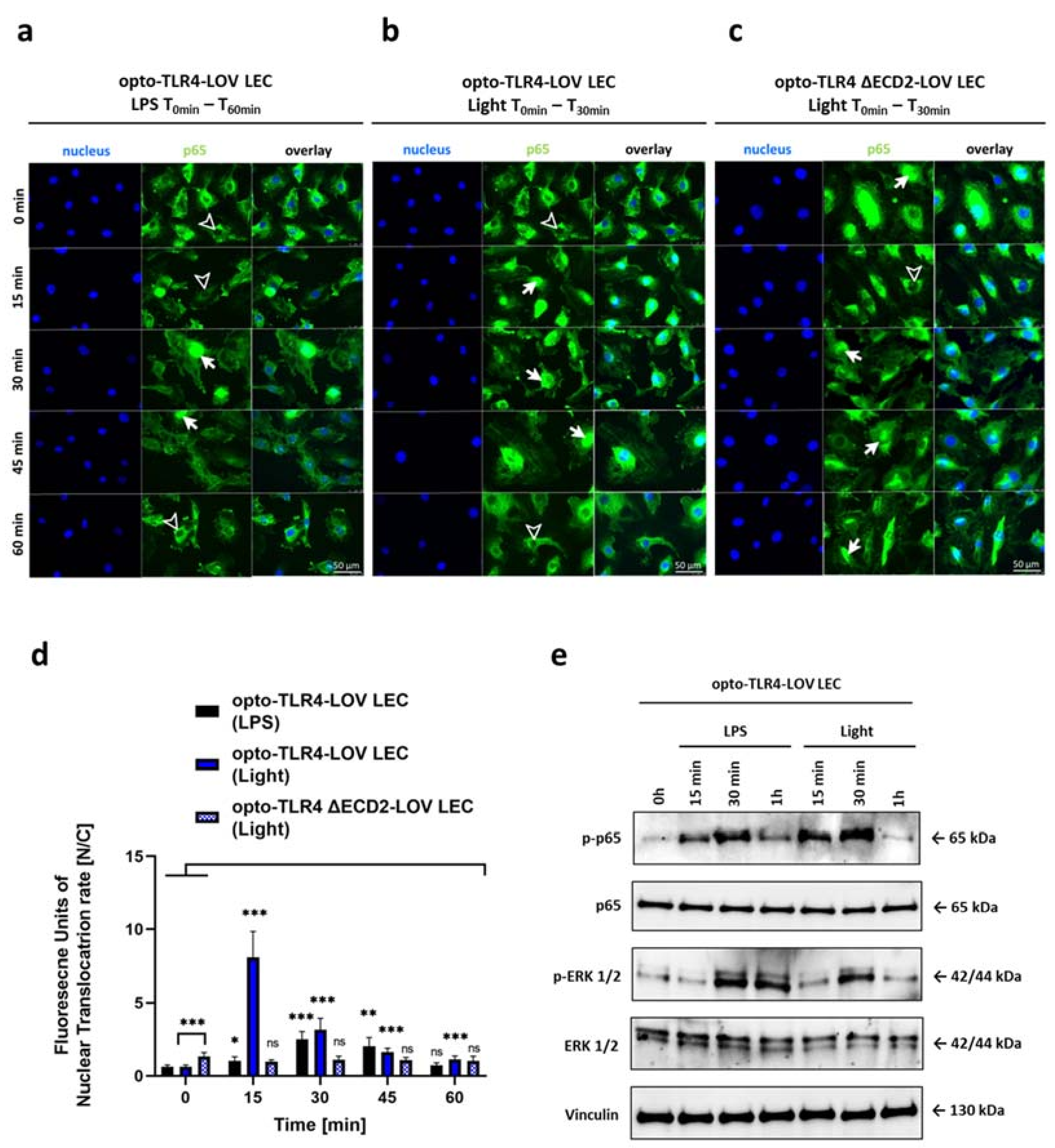 Cells 12 00697 g002