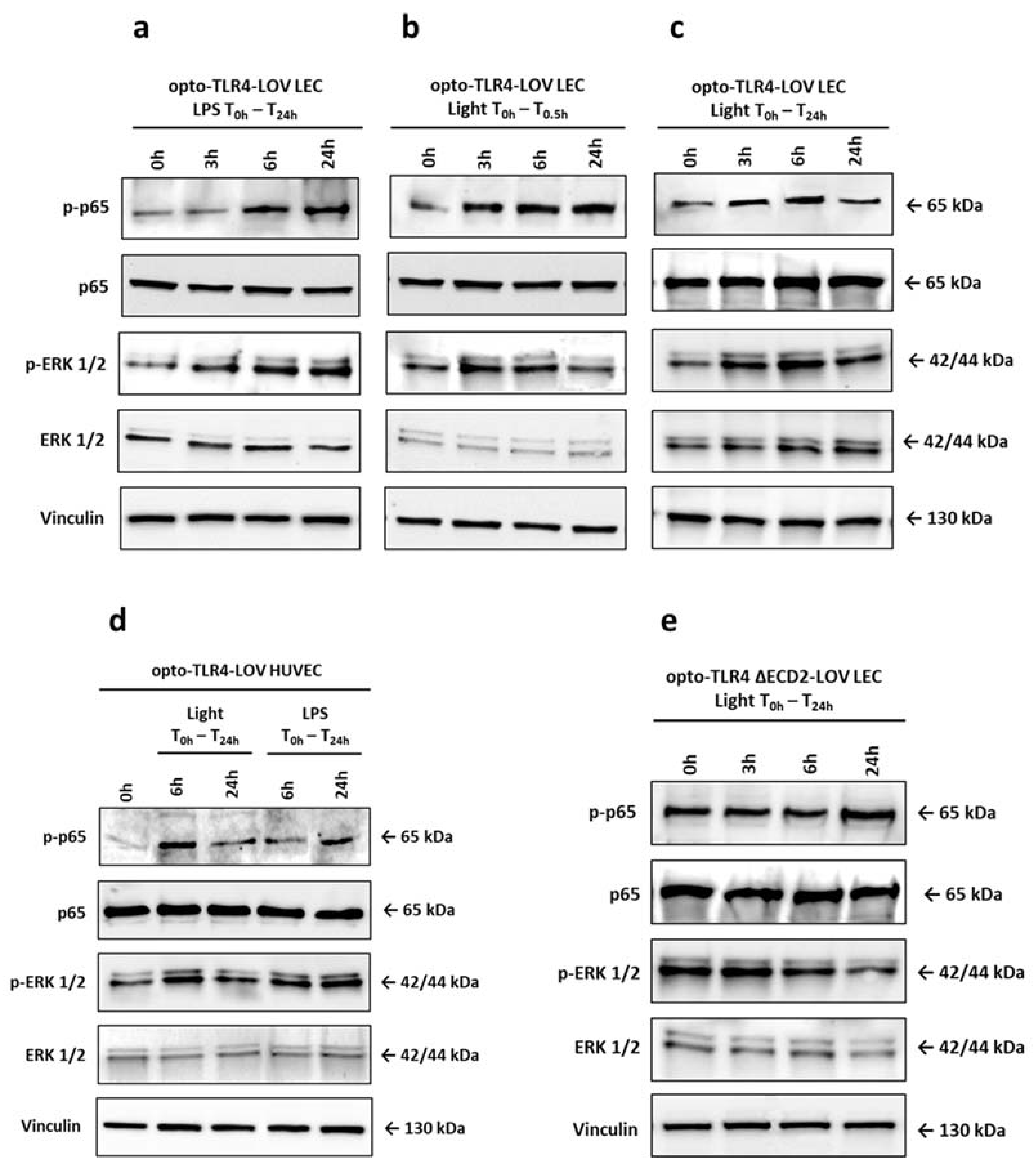 Cells 12 00697 g003