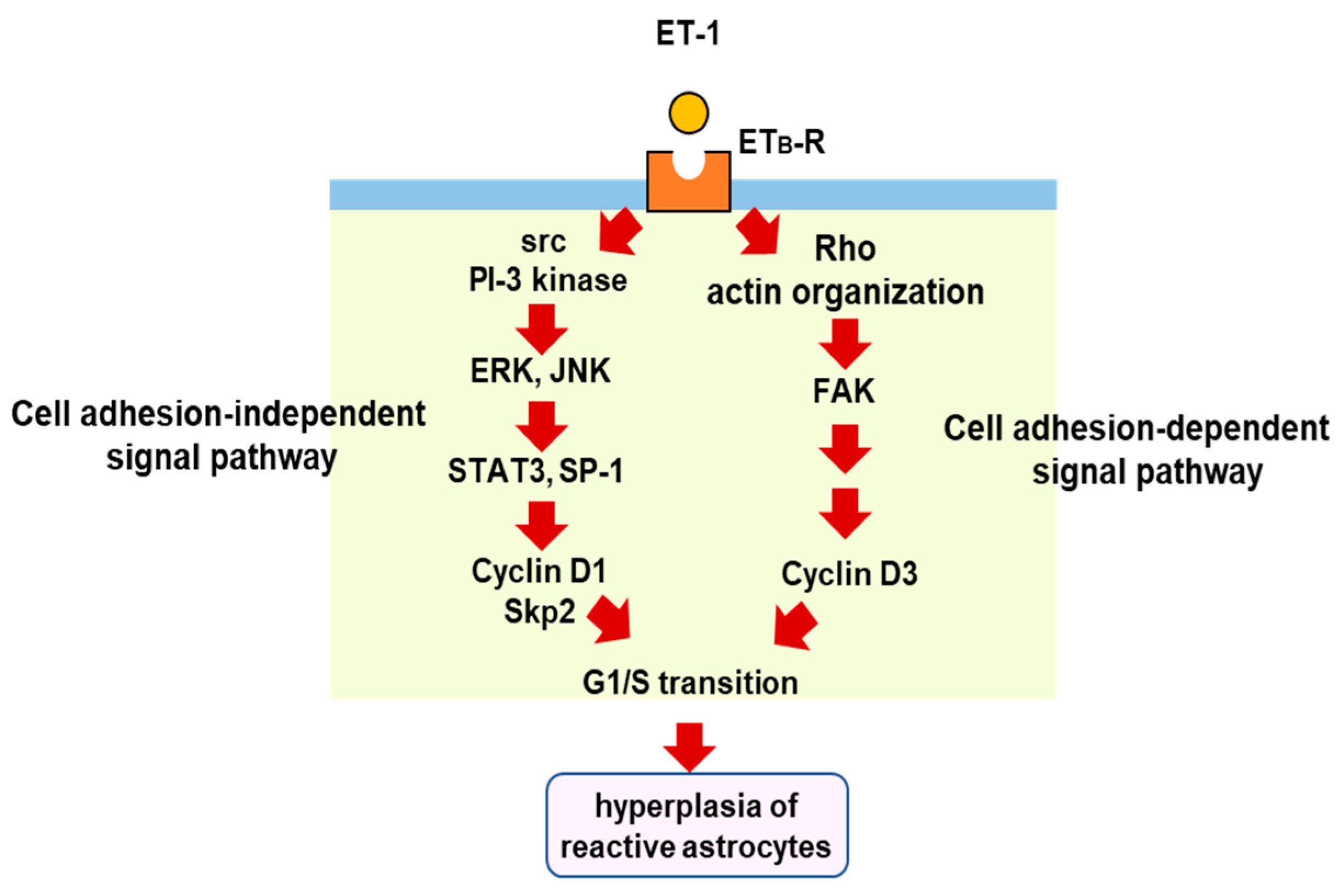 Cells 12 00719 g004 Cells 12 00719 g004