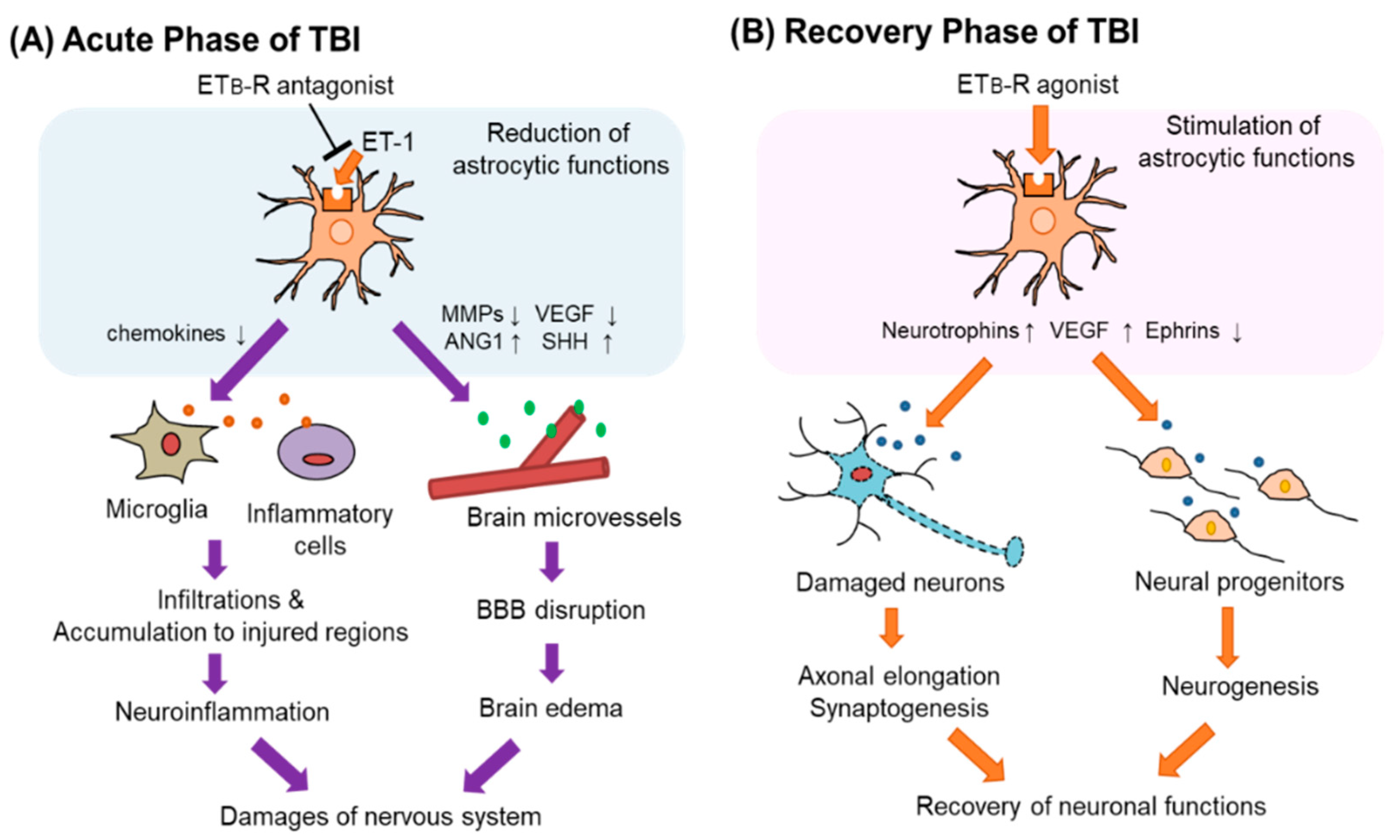 Cells 12 00719 g005 Cells 12 00719 g005