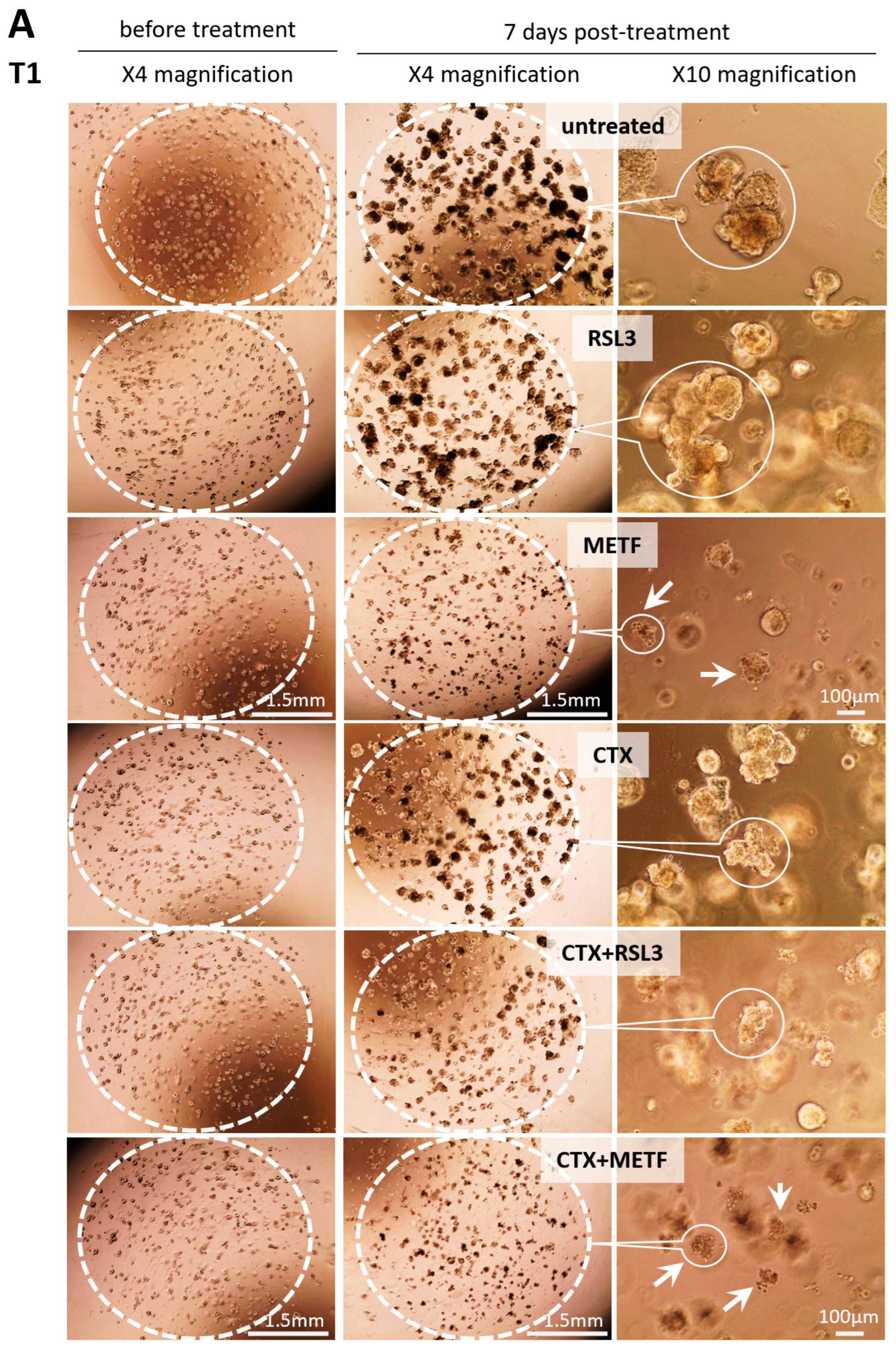 Cells 12 00733 g005a Cells 12 00733 g005a