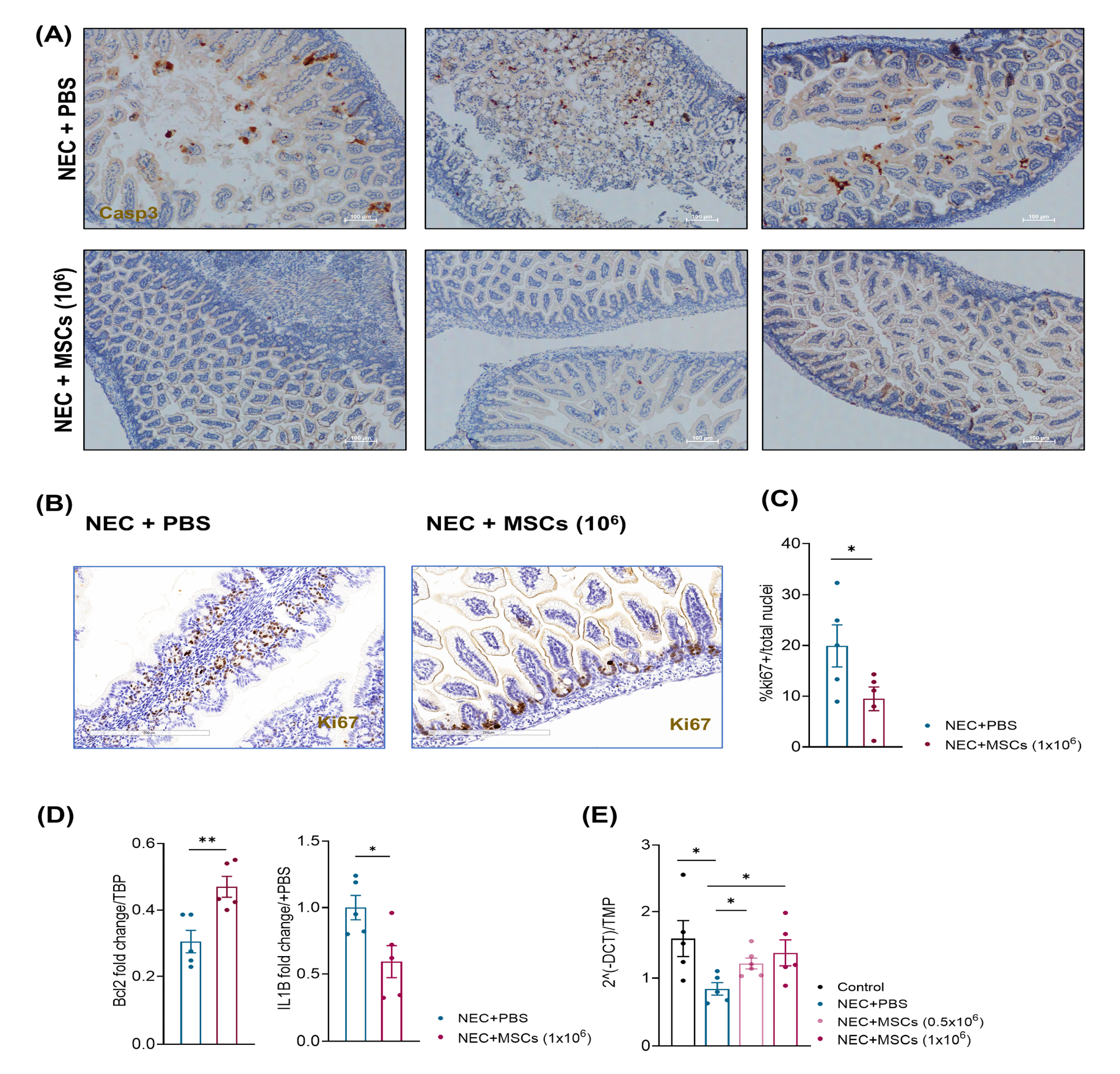 Cells 12 00760 g005 Cells 12 00760 g005