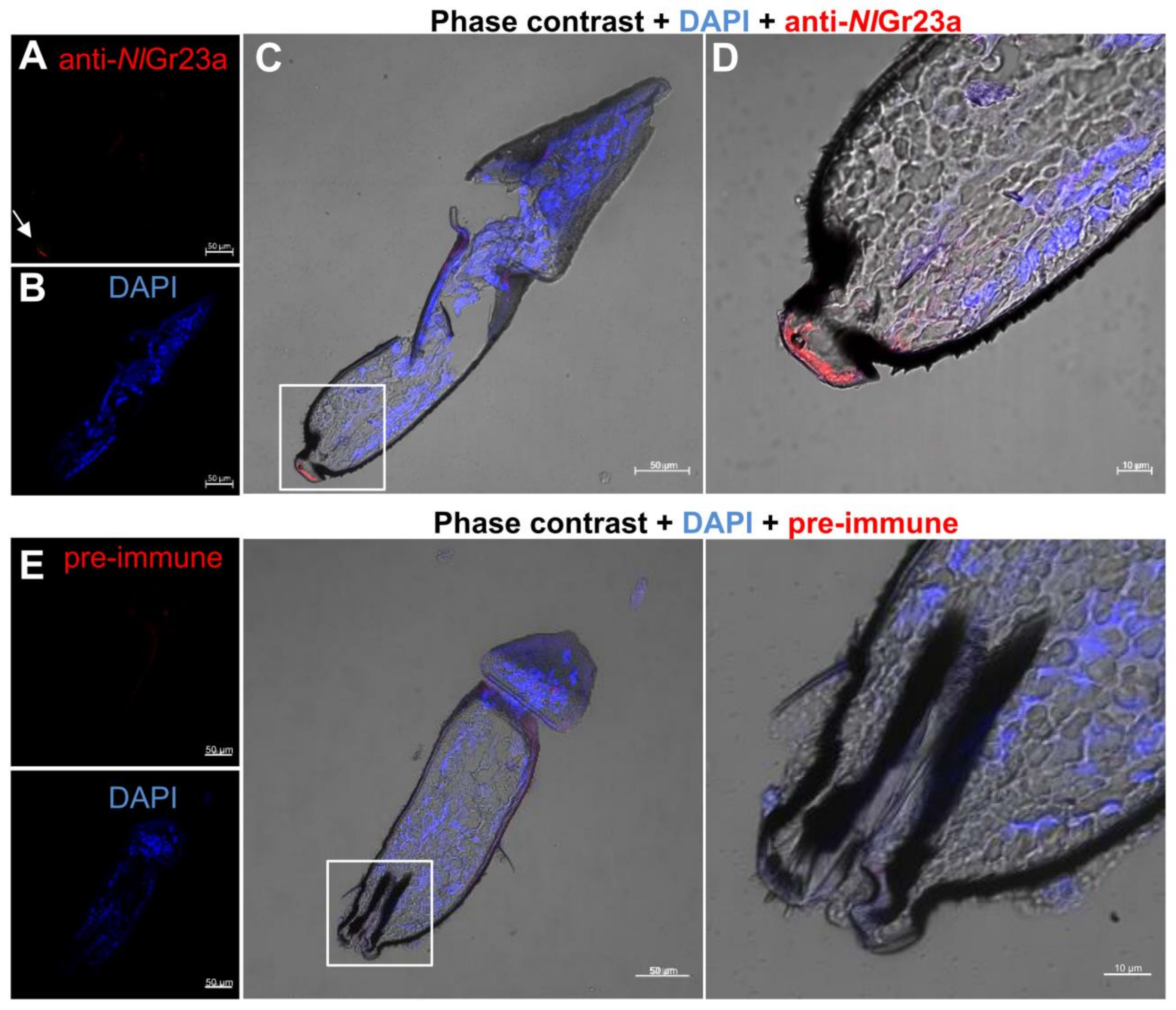 Cells 12 00771 g004 Cells 12 00771 g004