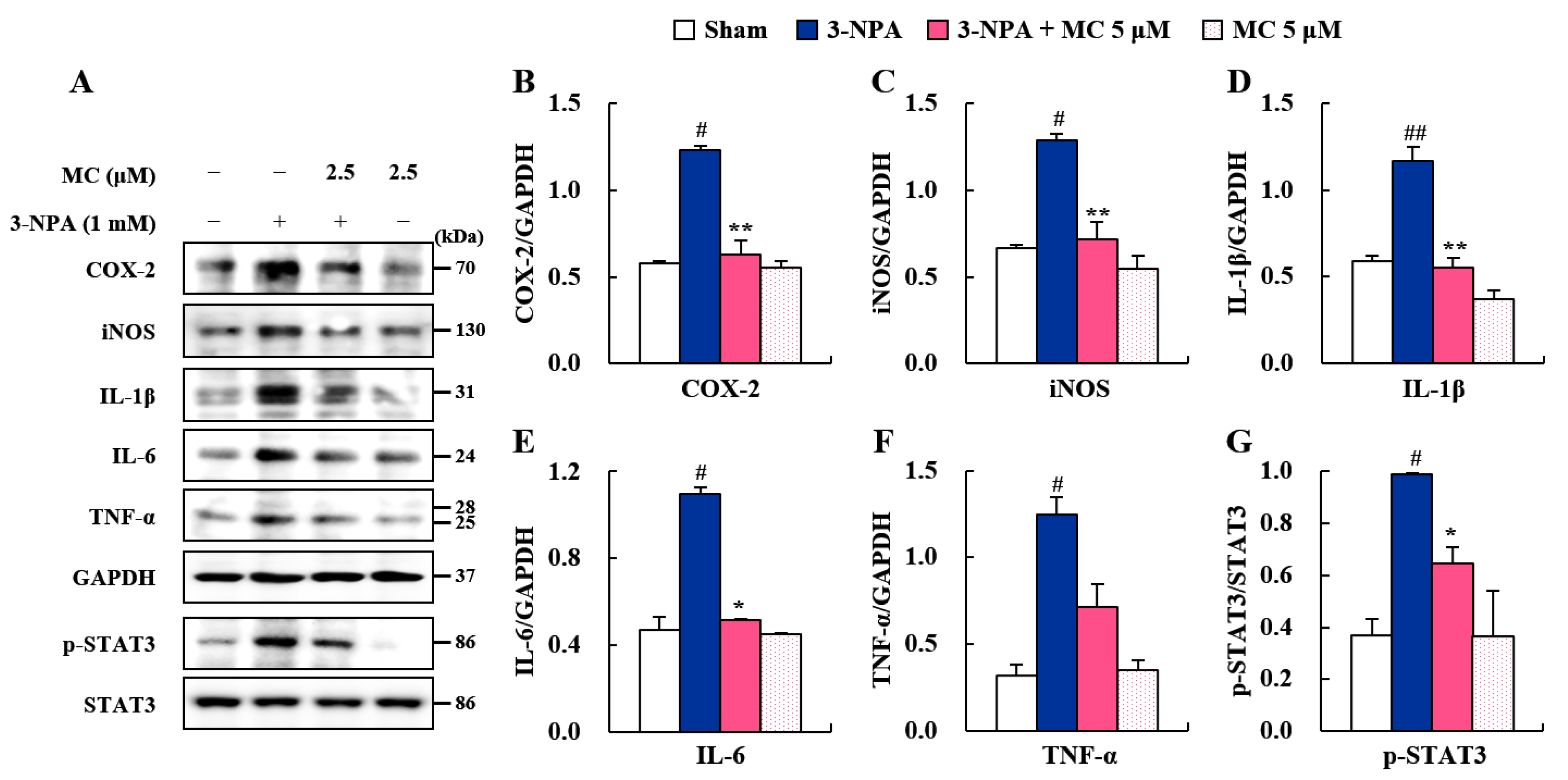 Cells 12 00786 g005 Cells 12 00786 g005
