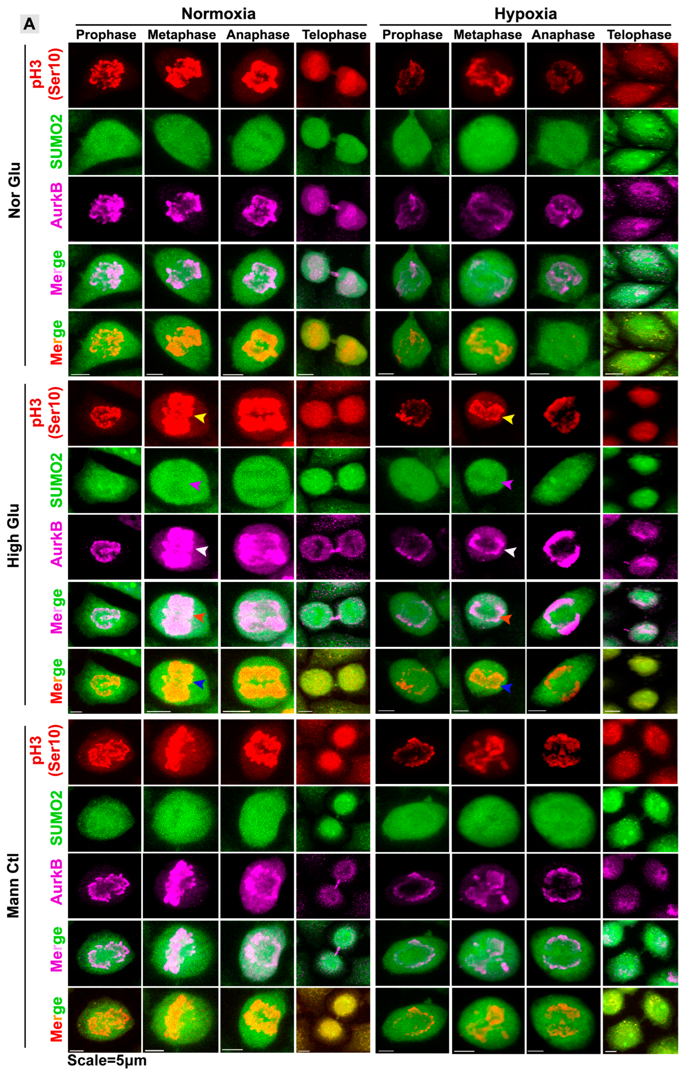 Cells 12 00825 g004a