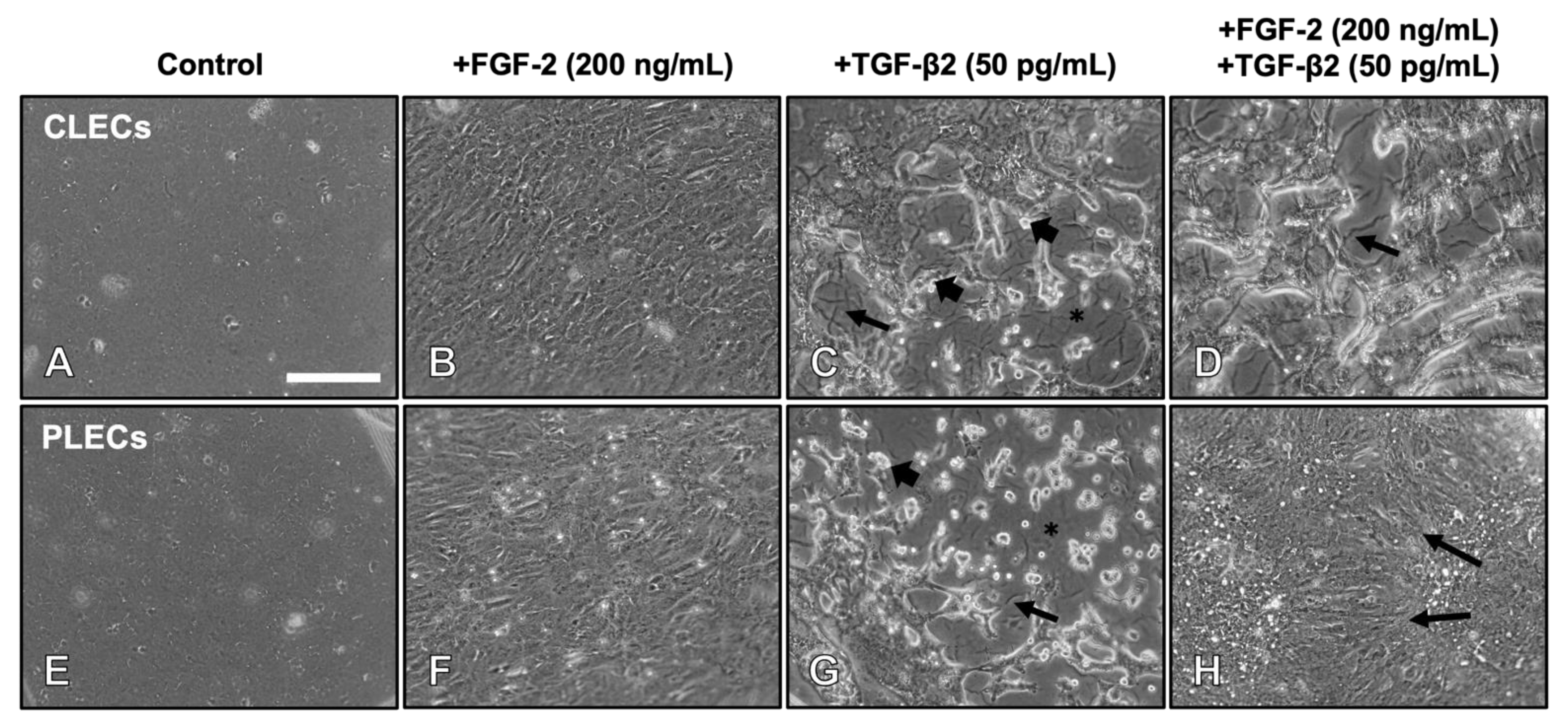 Cells 12 00827 g001 Cells 12 00827 g001