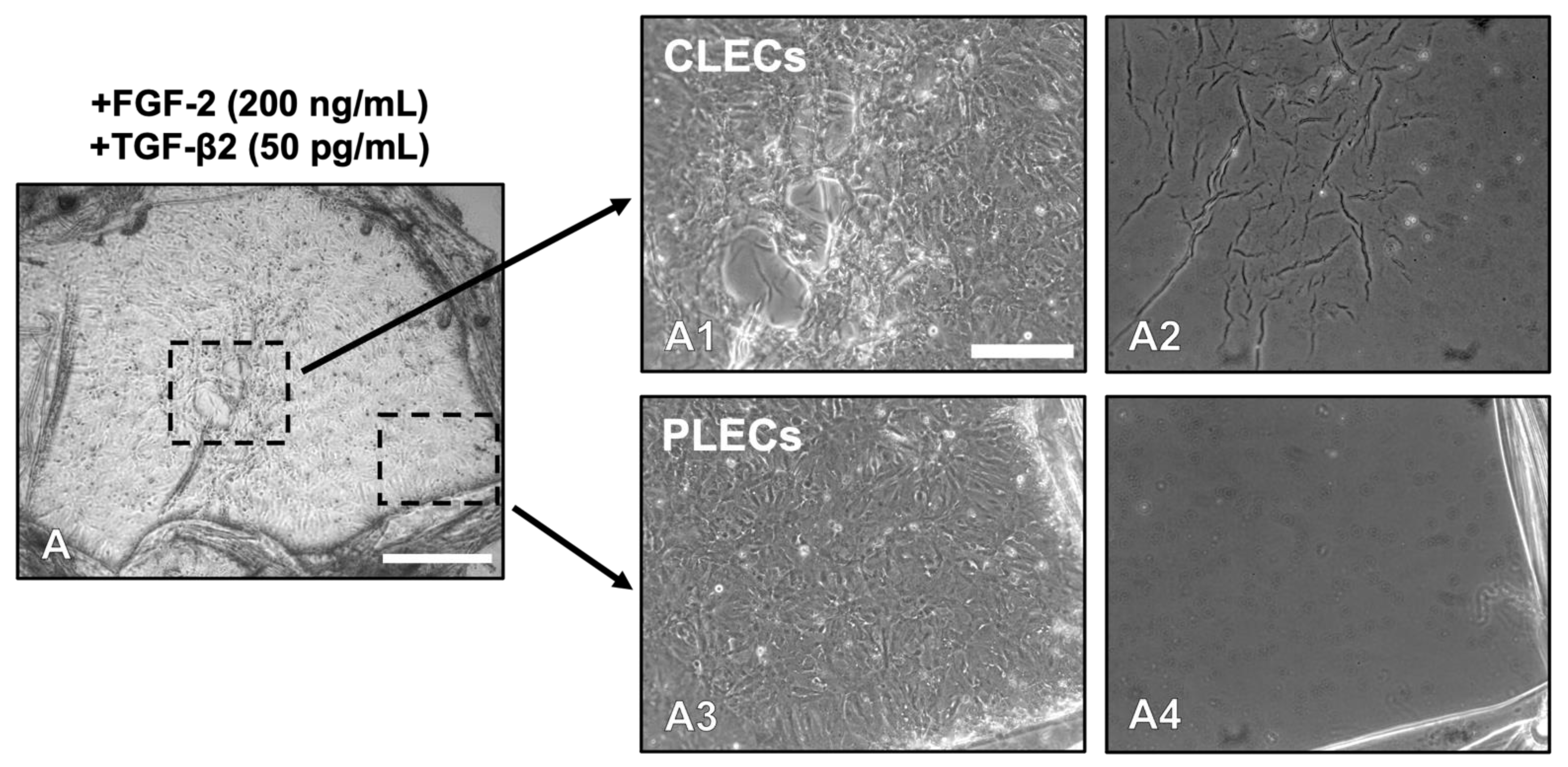 Cells 12 00827 g002 Cells 12 00827 g002