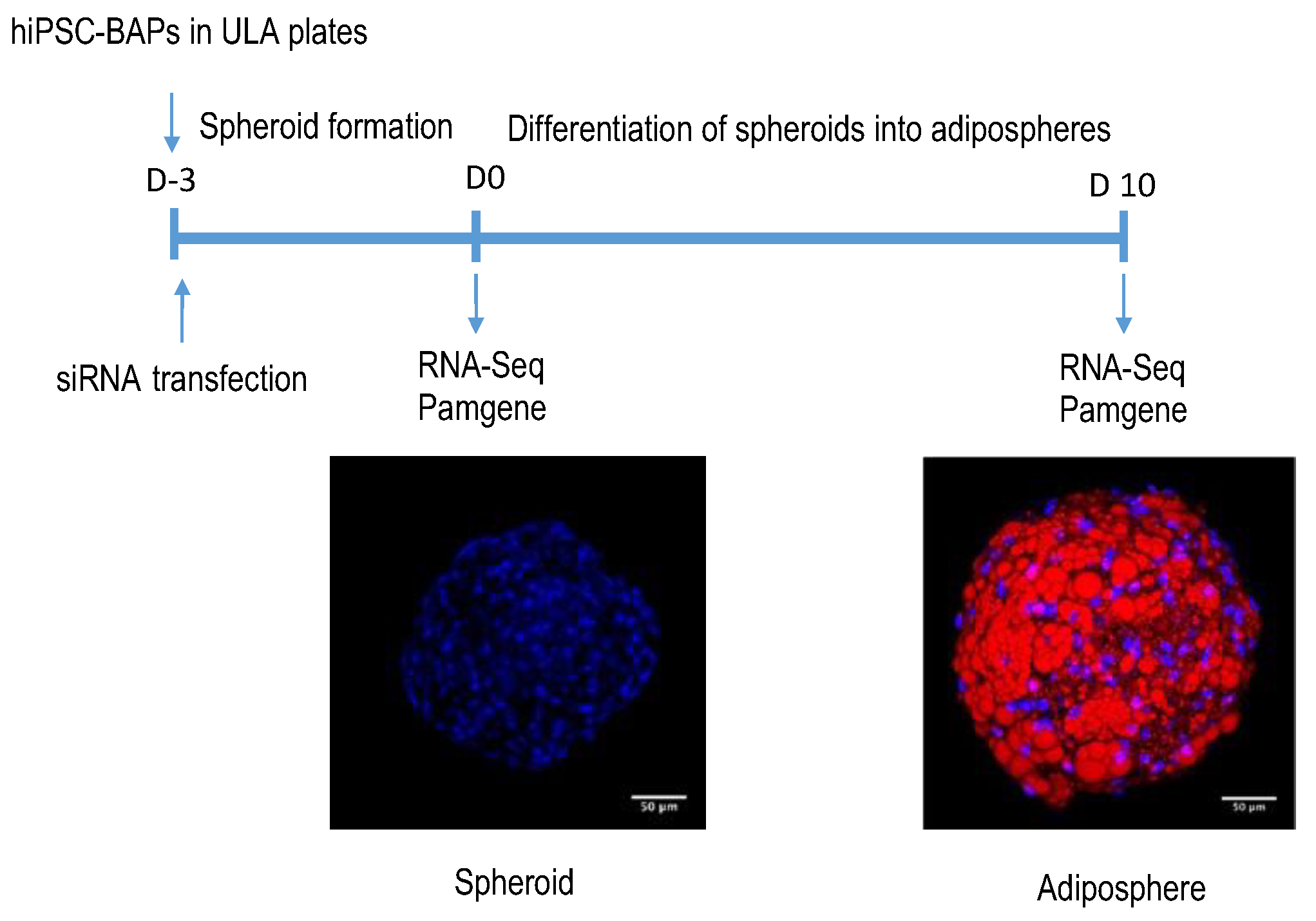 Cells 12 00870 g001 Cells 12 00870 g001