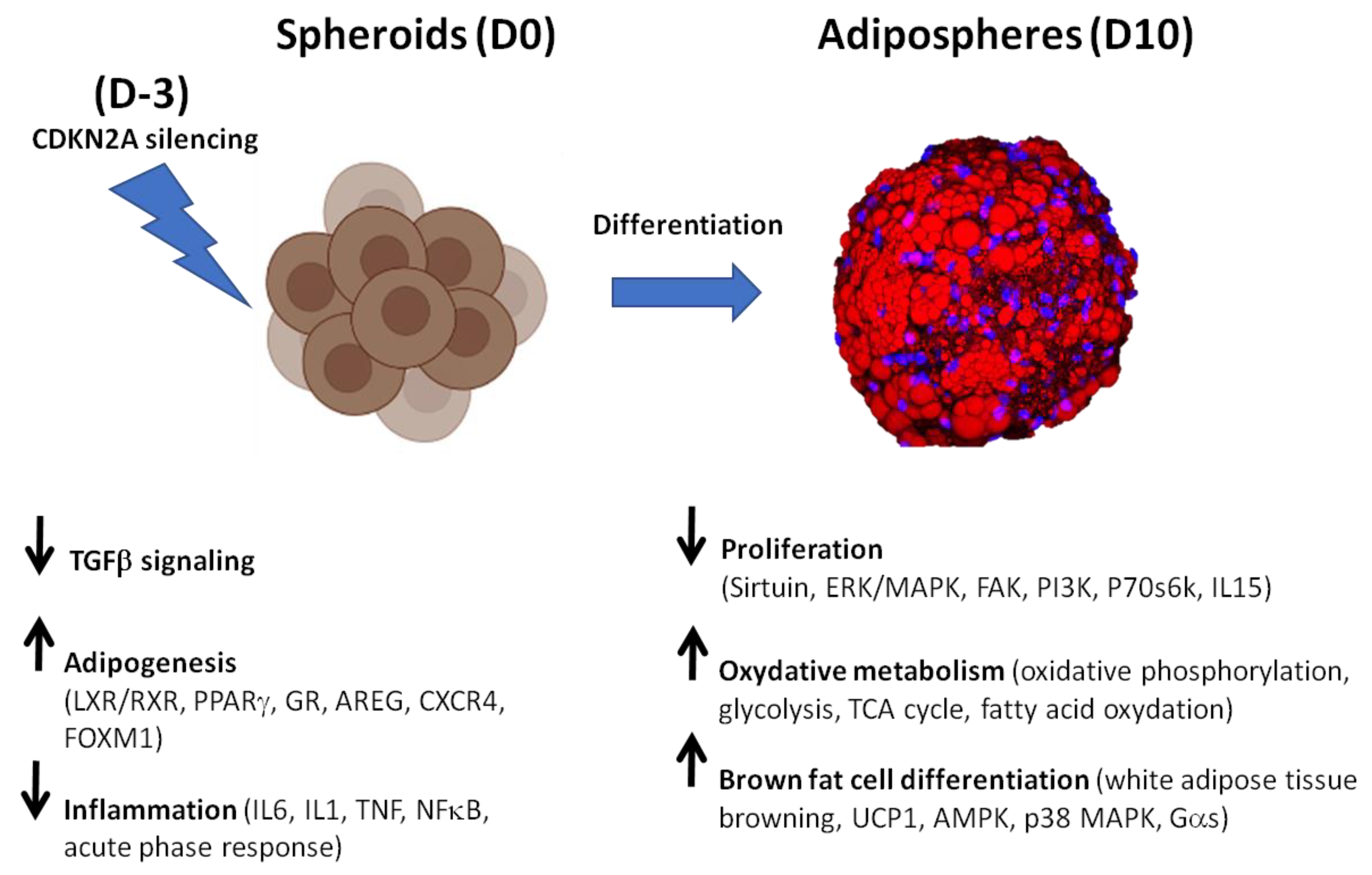 Cells 12 00870 g011 Cells 12 00870 g011